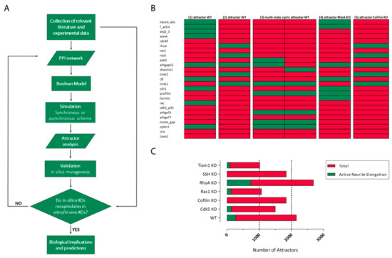 Neuronal Cytoskeleton in Intellectual Disability: From
