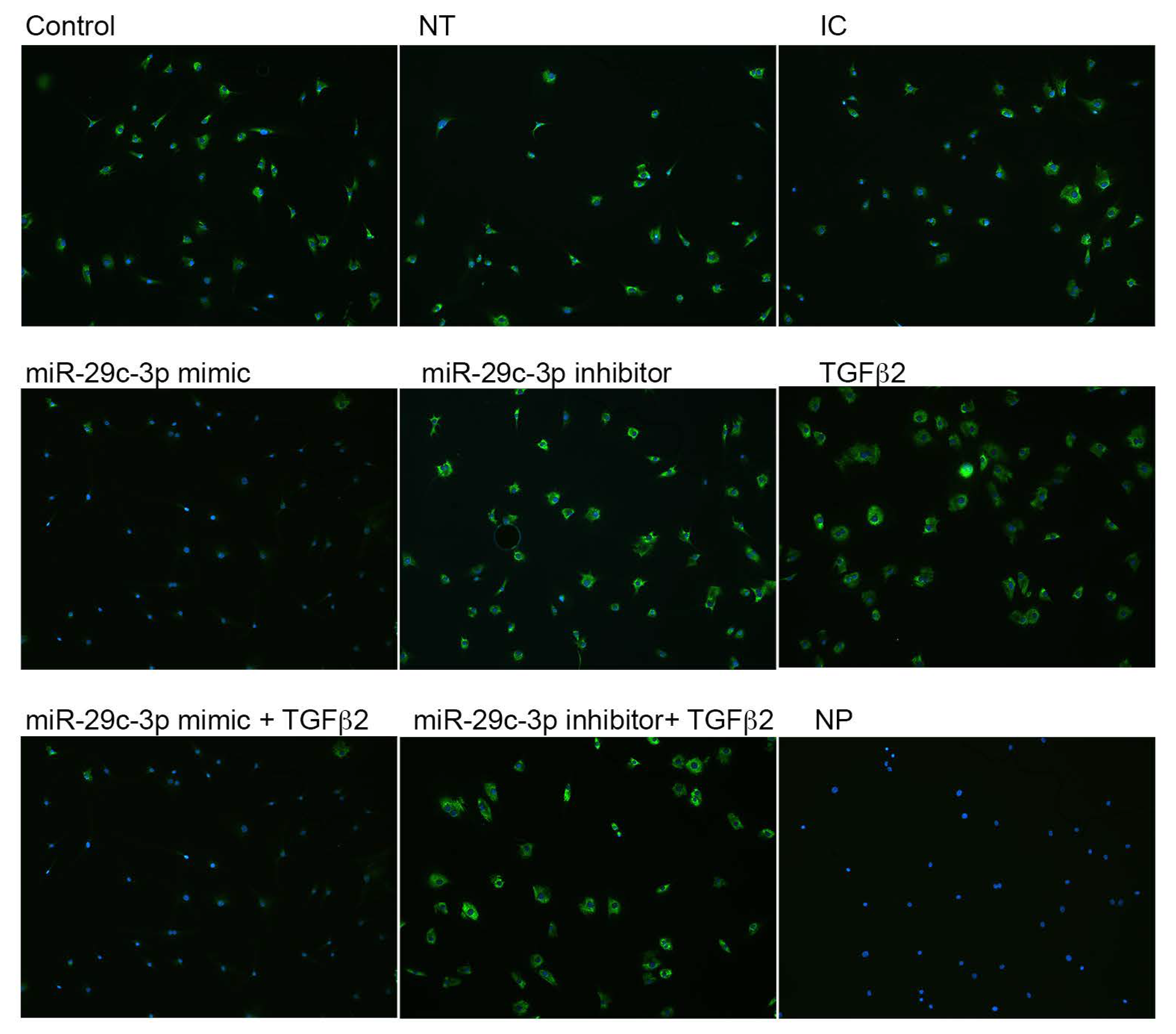 Ijms 22 06178 g005 Ijms 22 06178 g005