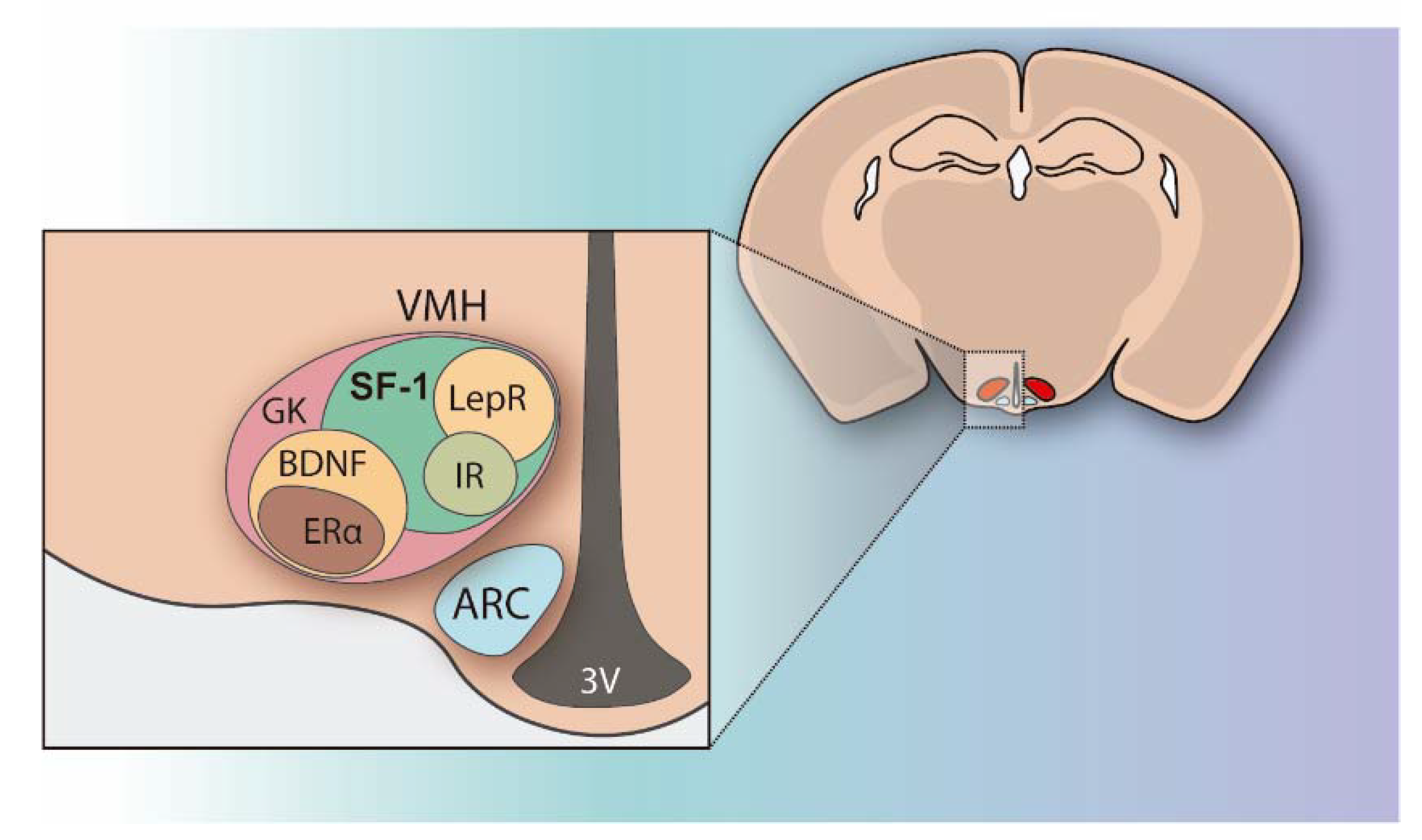 Ijms 22 06186 g001 Ijms 22 06186 g001