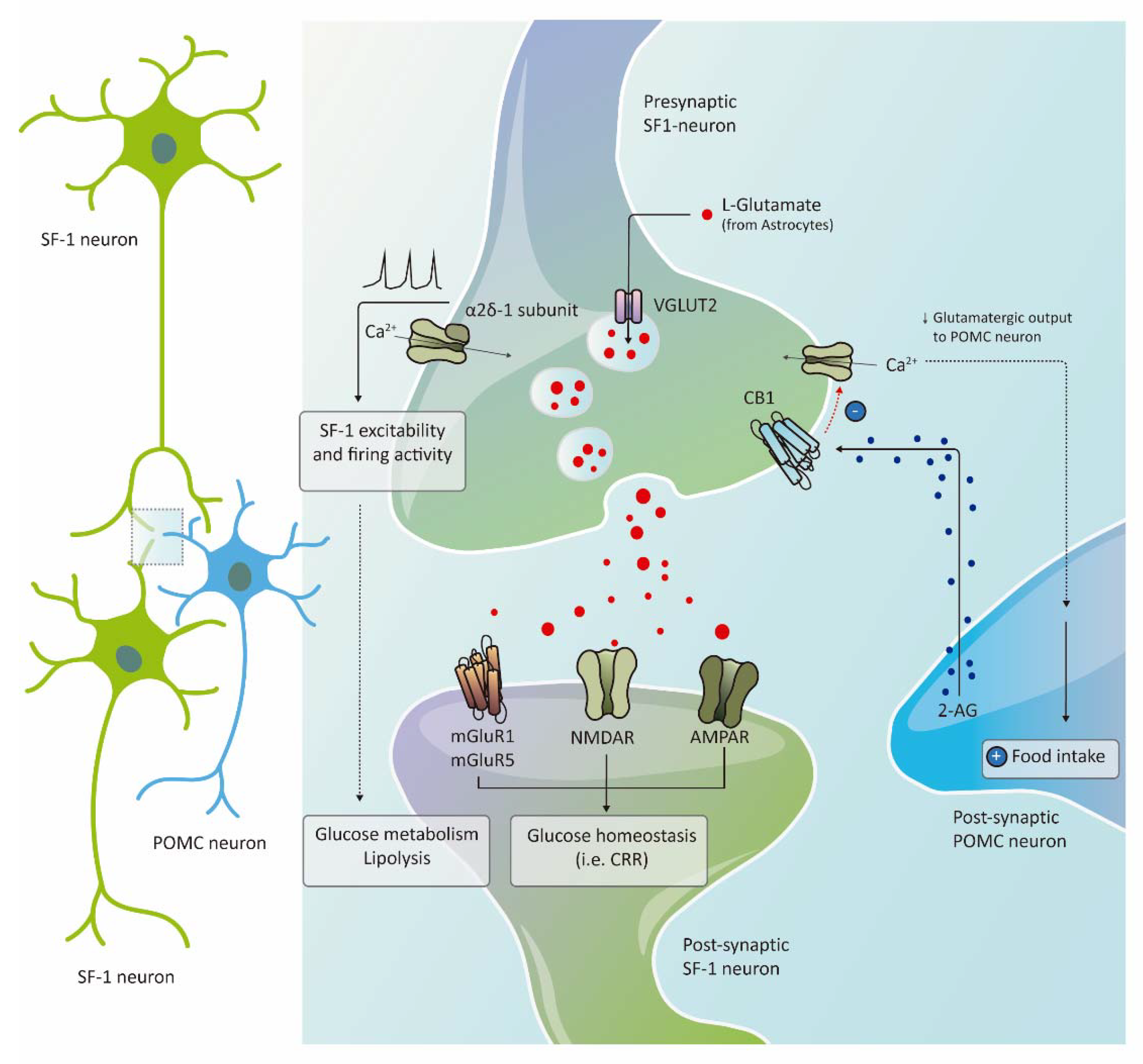 Ijms 22 06186 g004 Ijms 22 06186 g004