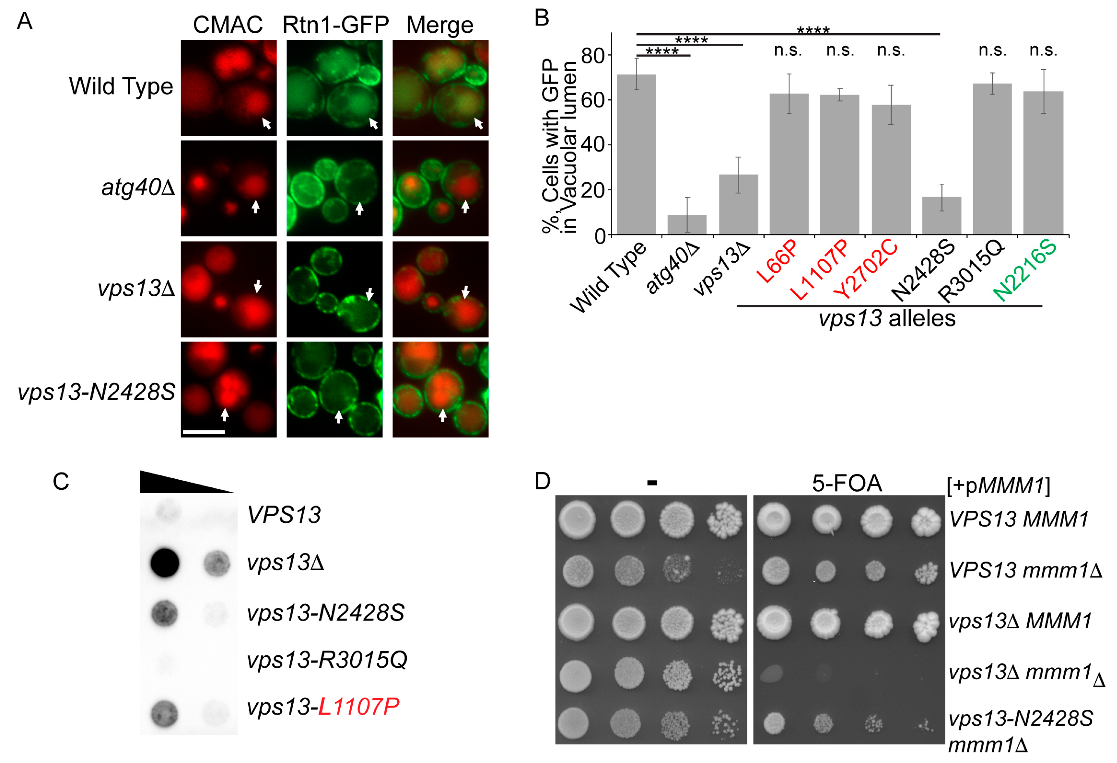 Ijms 22 06200 g003 Ijms 22 06200 g003