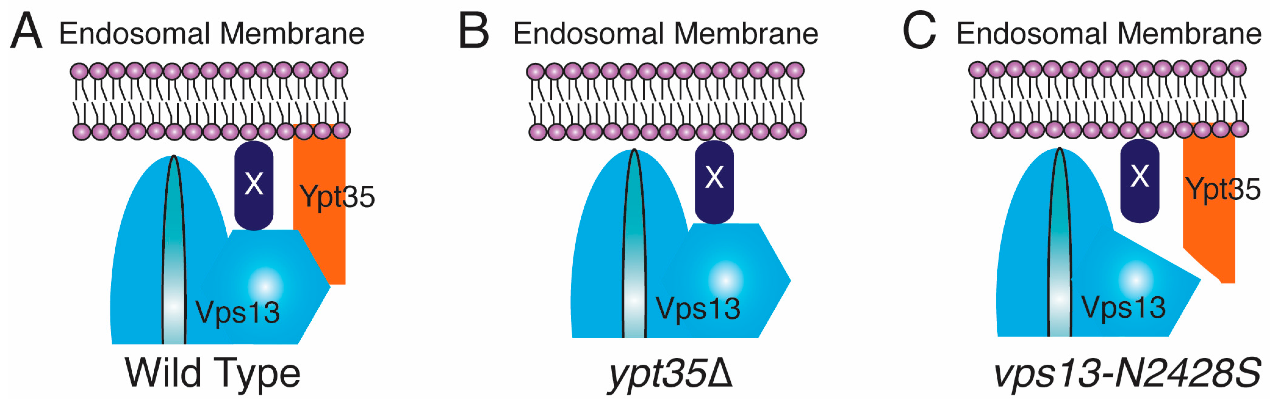 Ijms 22 06200 g007 Ijms 22 06200 g007