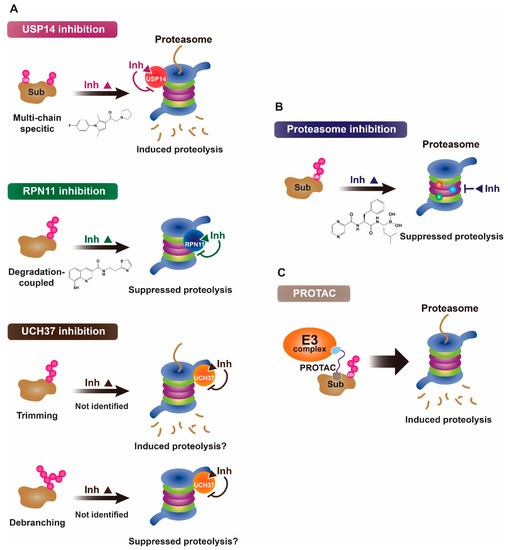 Dynamic regulation of P-TEFb by 7SK snRNP is integral to the