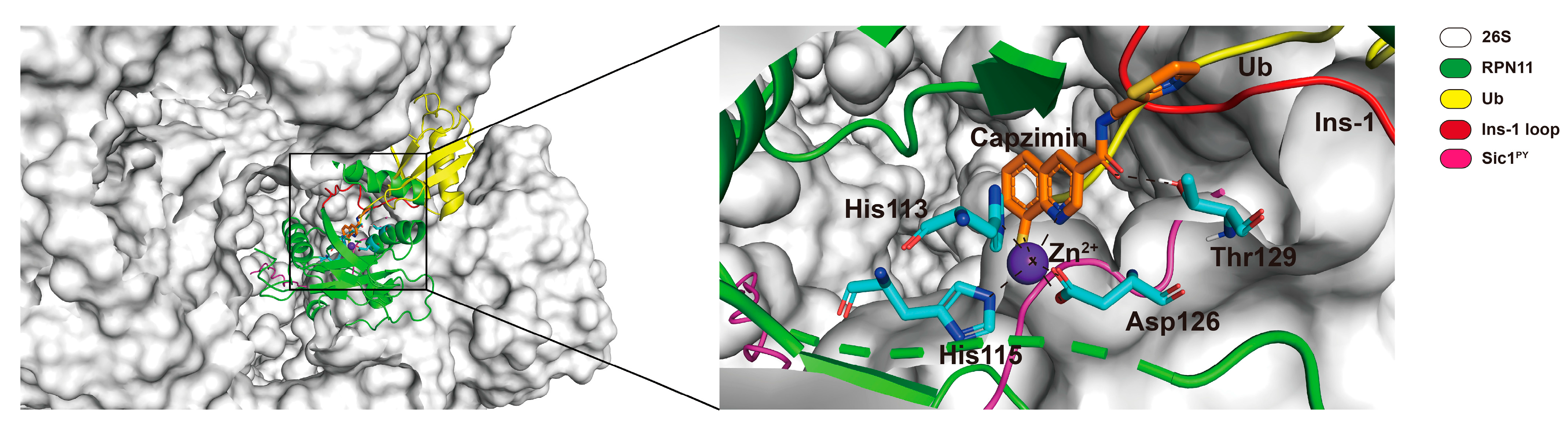 Small-Molecule Inhibitors Targeting Proteasome-Associated