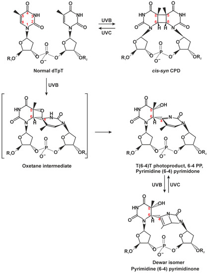 Ijms Free Full Text Nucleotide Excision Repair From Molecular Defects To Neurological Abnormalities Html