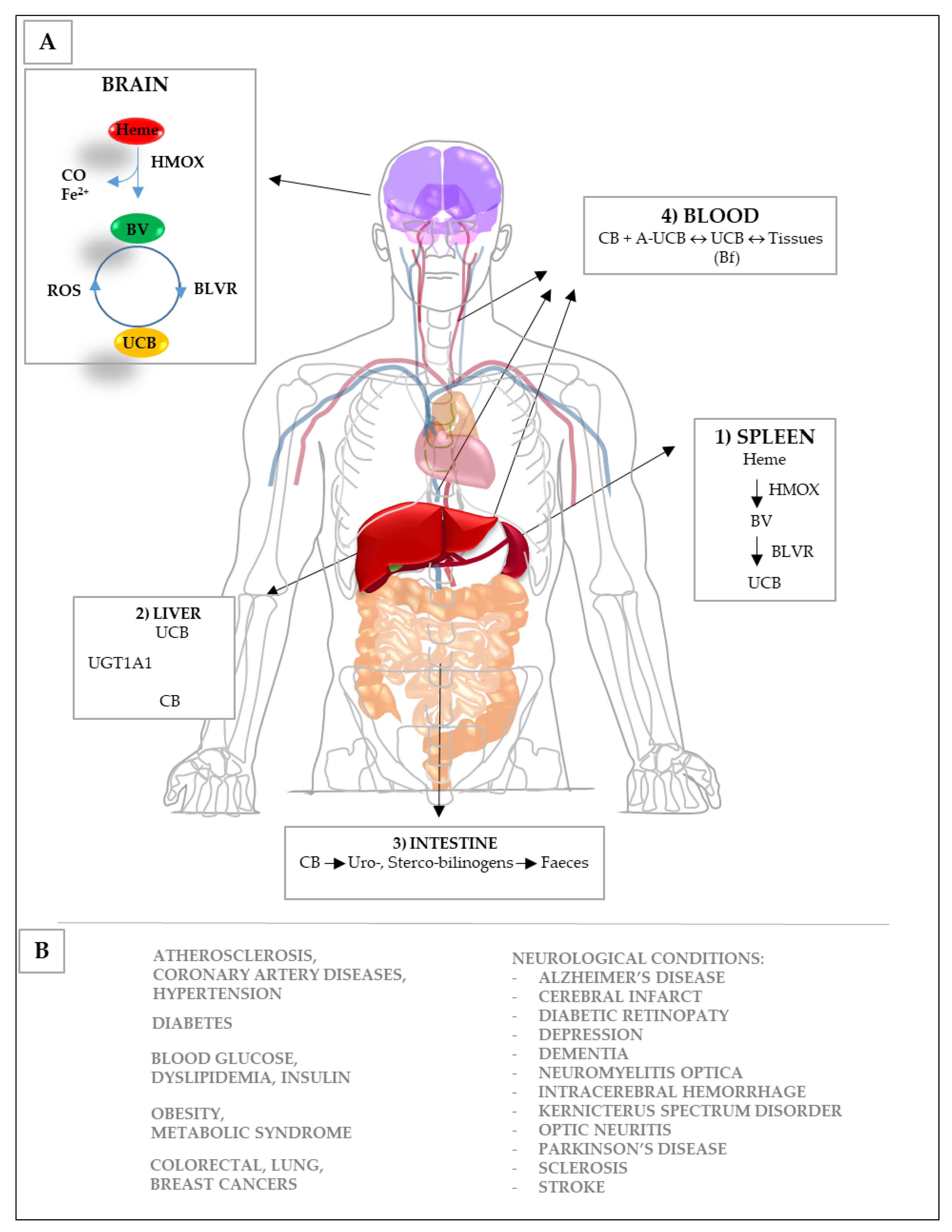 Ijms 22 06223 g002 Ijms 22 06223 g002