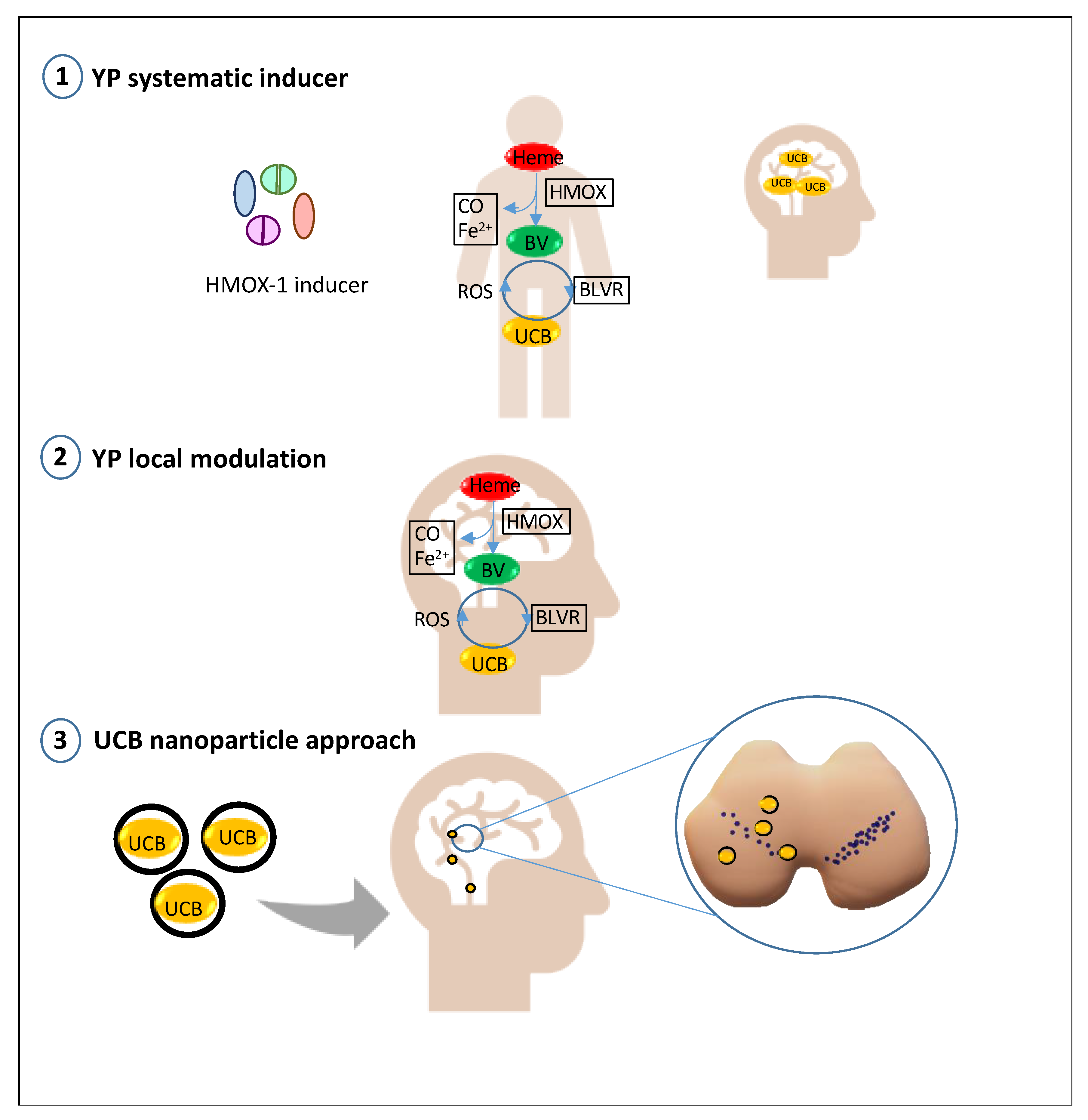 Ijms 22 06223 g003 Ijms 22 06223 g003