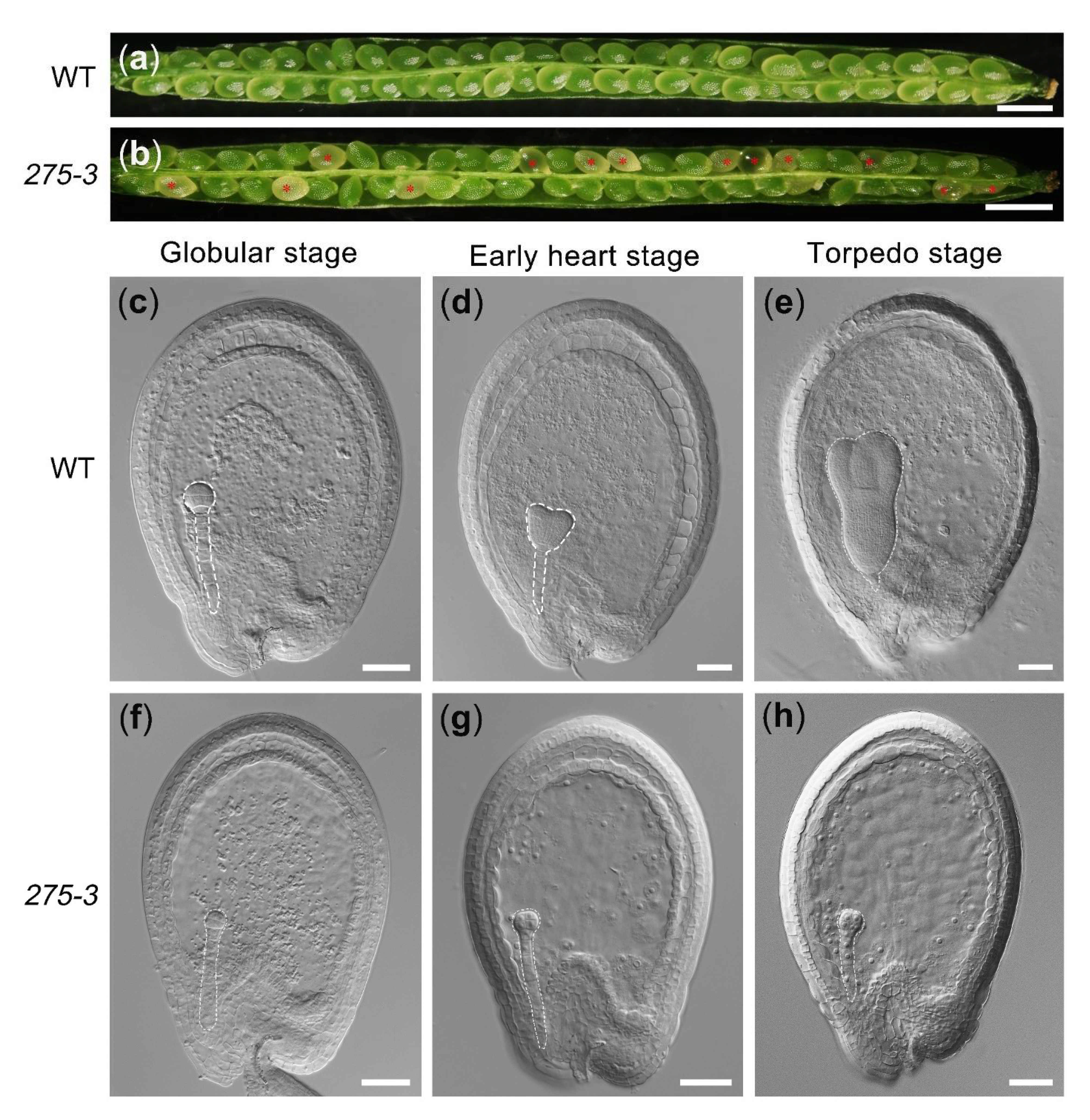 Ijms 22 06224 g002 Ijms 22 06224 g002