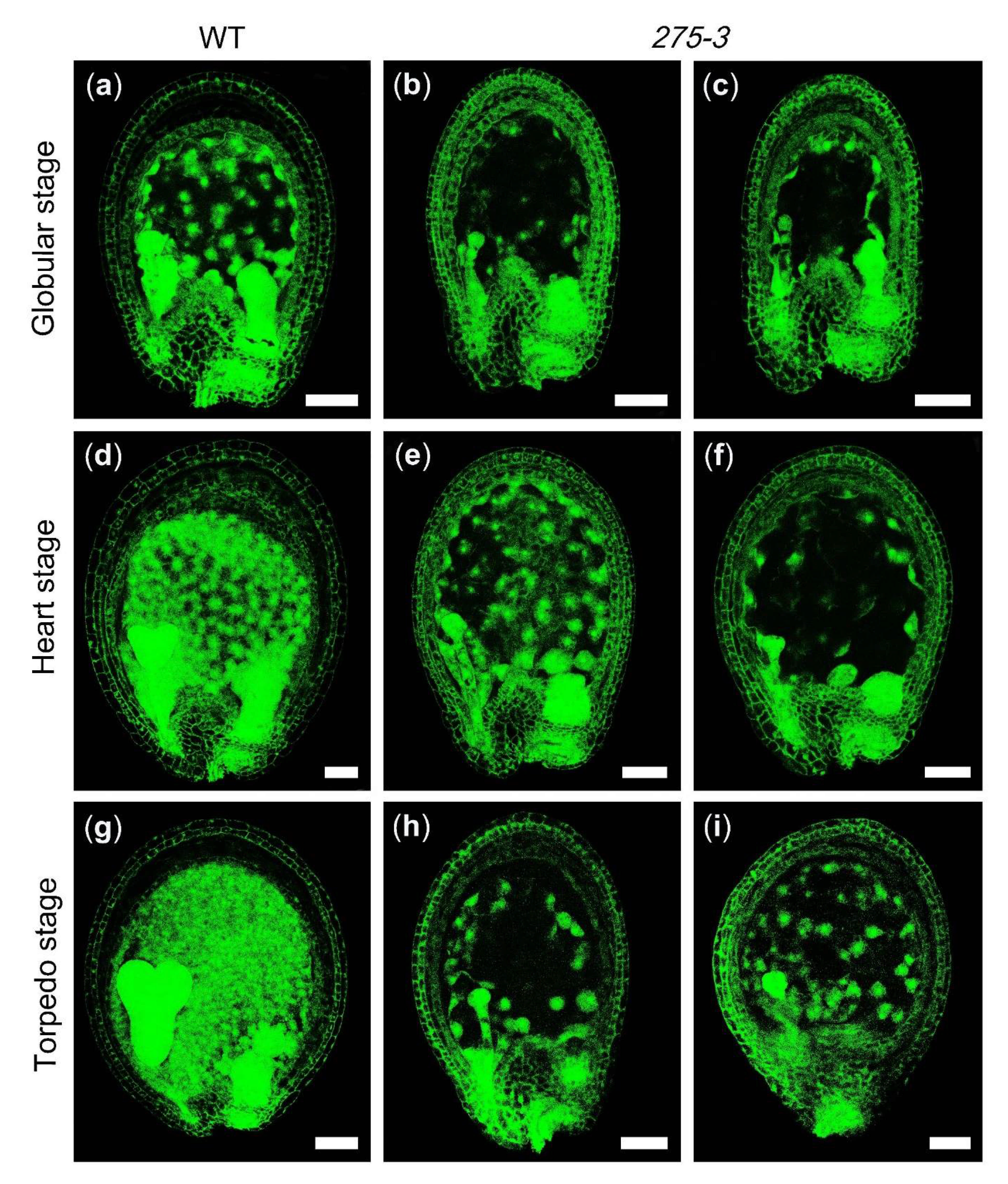 Ijms 22 06224 g003 Ijms 22 06224 g003