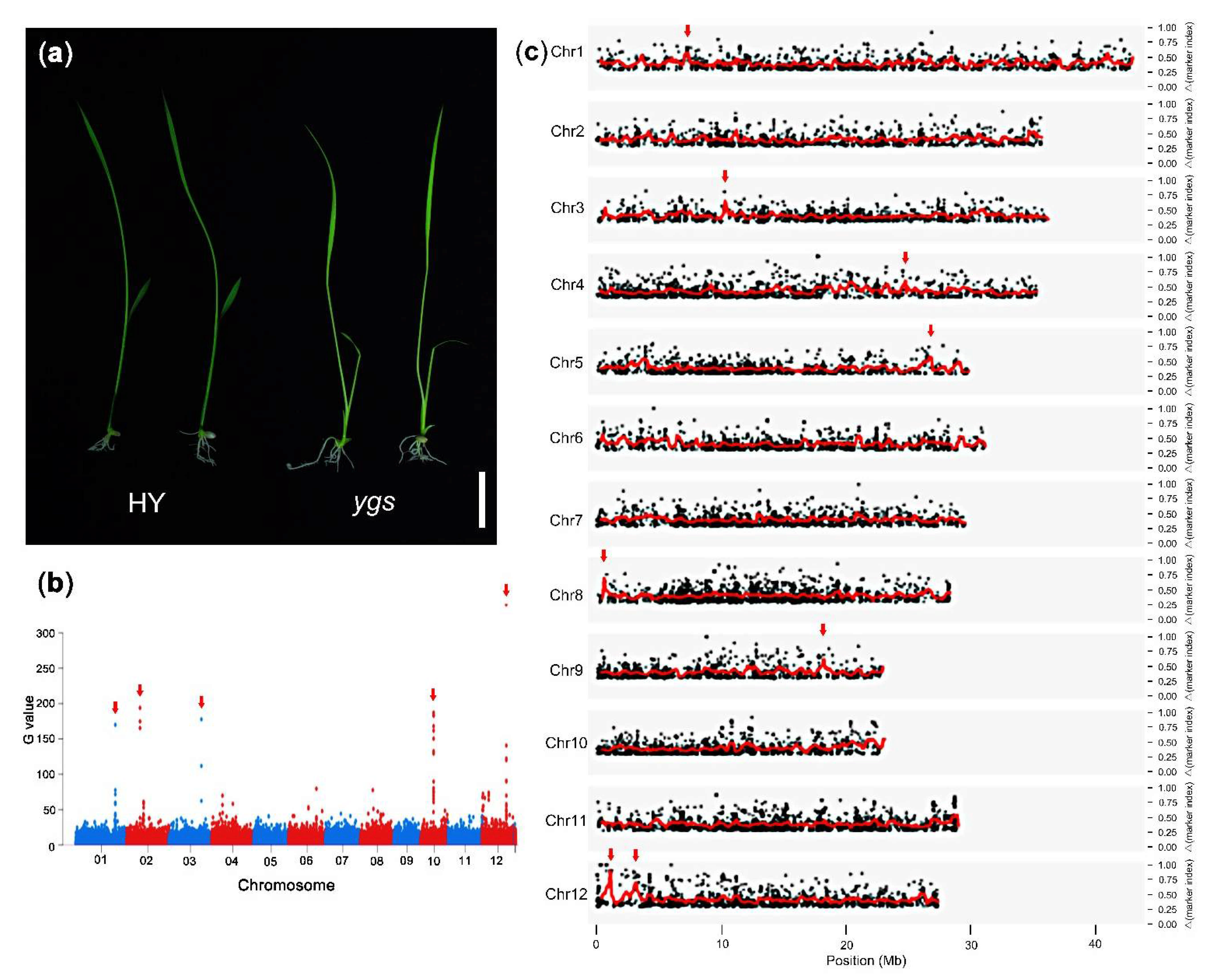 Ijms 22 06224 g005 Ijms 22 06224 g005