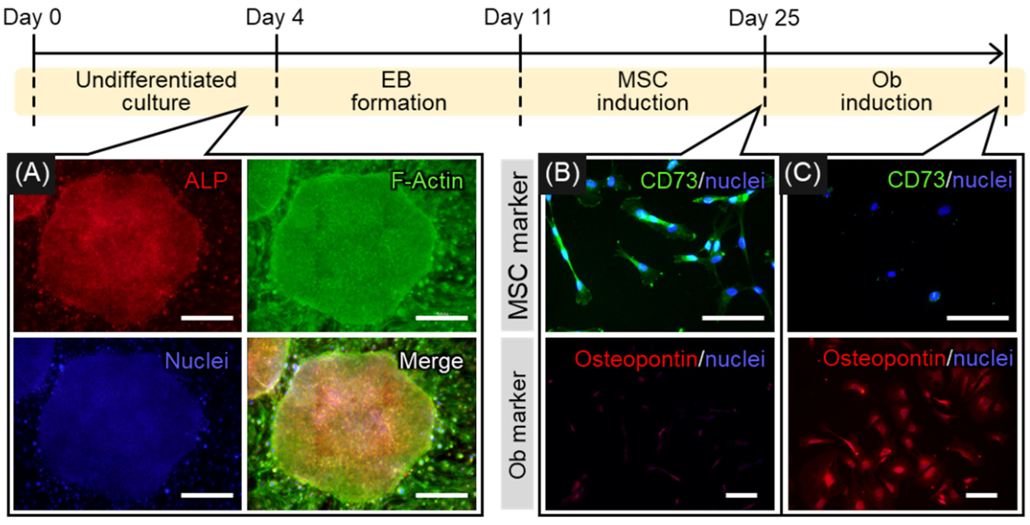 Ijms 22 06232 g001 Ijms 22 06232 g001