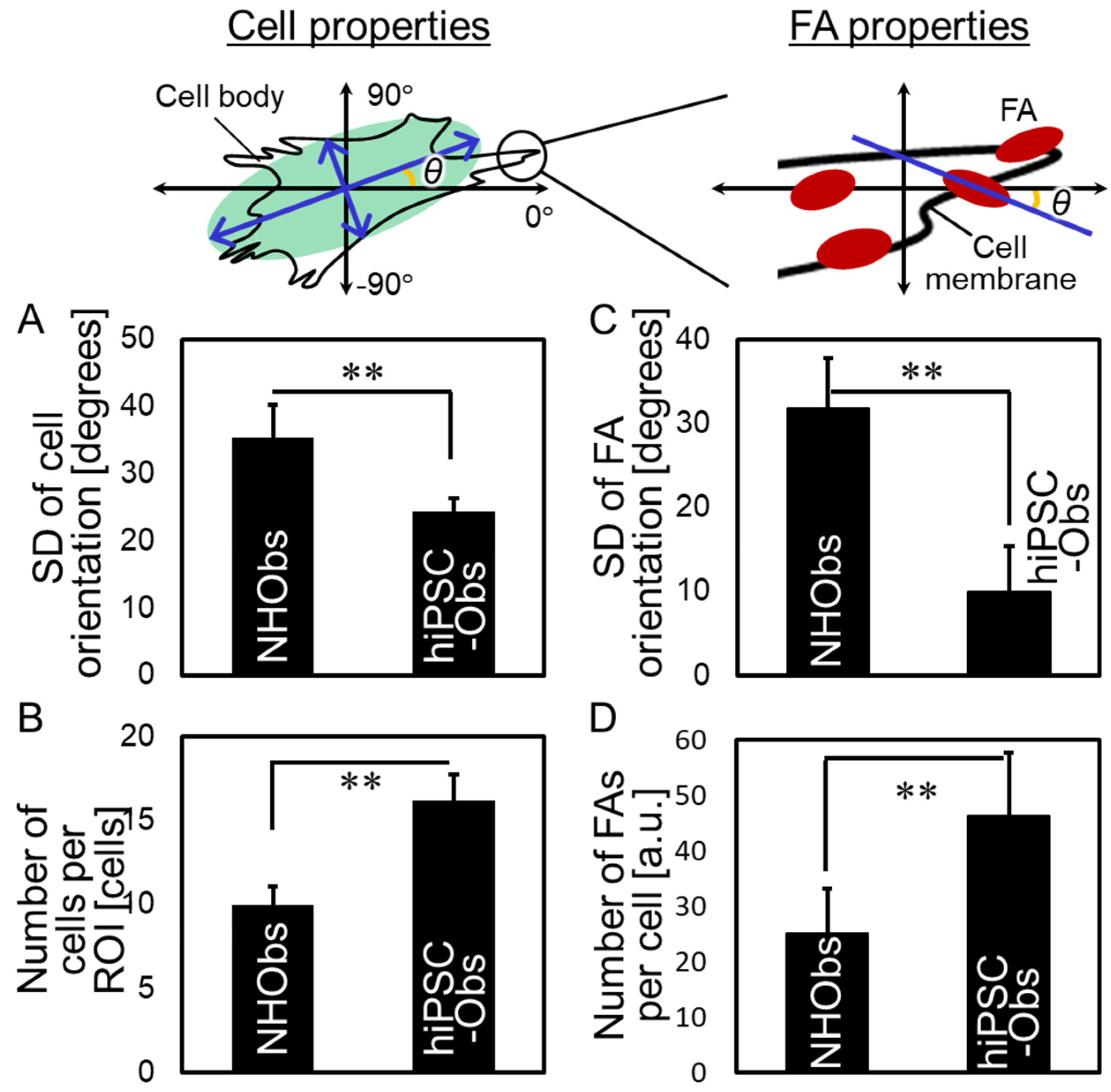 Ijms 22 06232 g004 Ijms 22 06232 g004