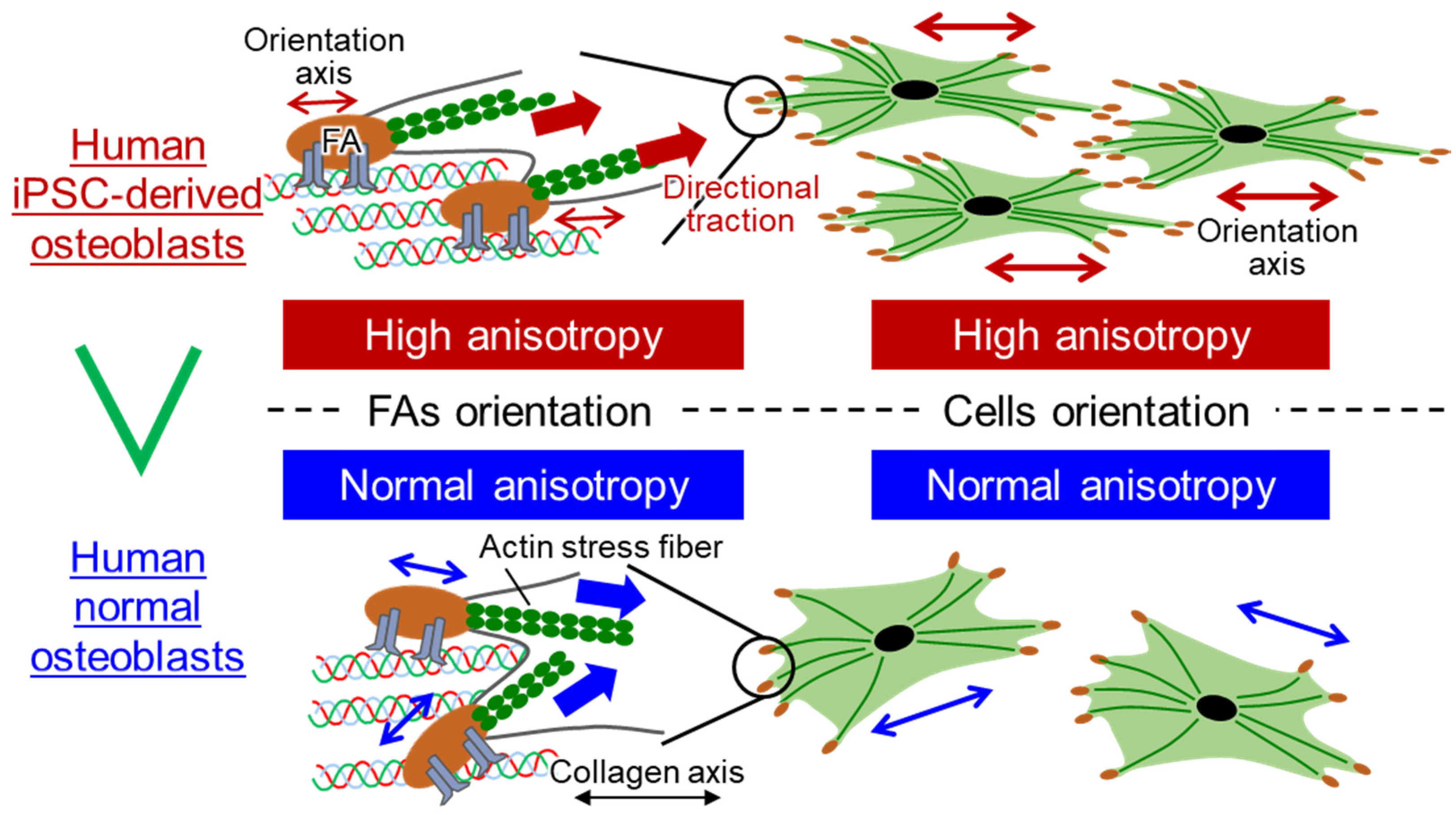 Ijms 22 06232 g005 Ijms 22 06232 g005
