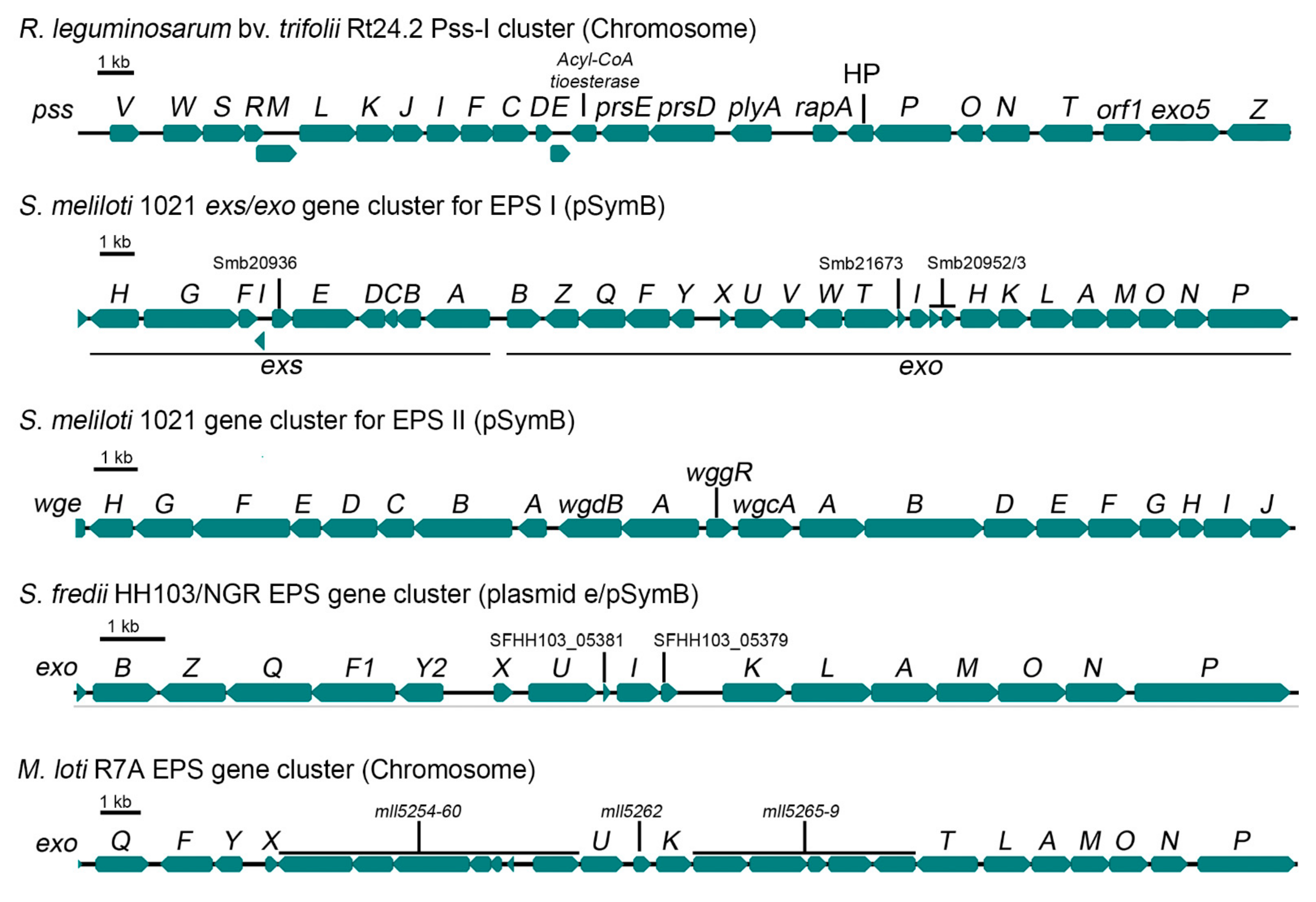 Ijms 22 06233 g002 Ijms 22 06233 g002