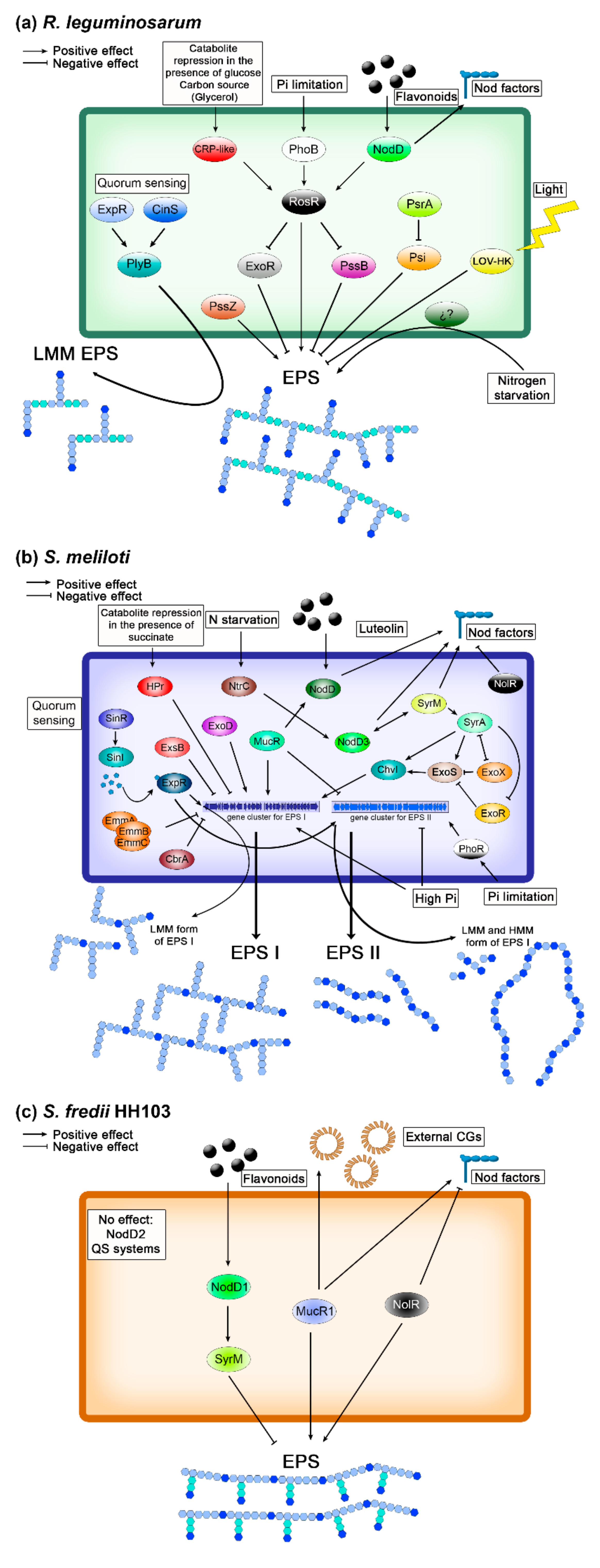 Ijms 22 06233 g004 Ijms 22 06233 g004