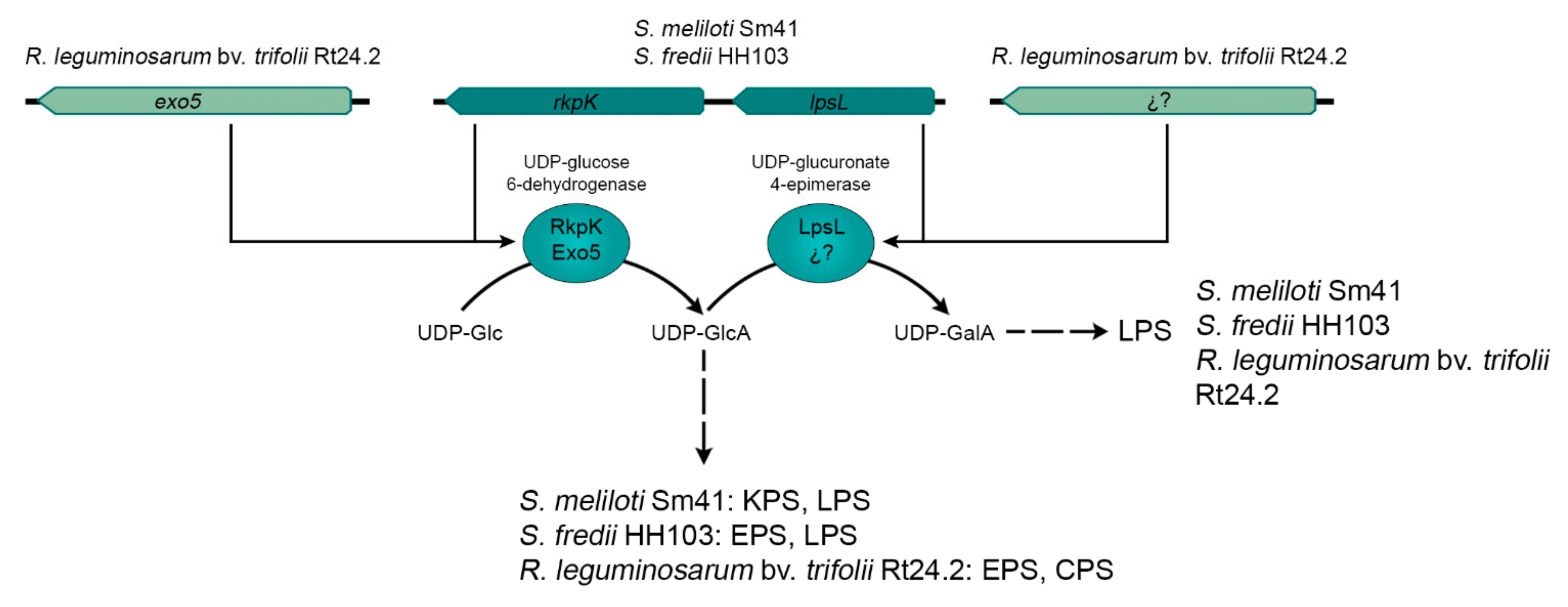 Ijms 22 06233 g005 Ijms 22 06233 g005