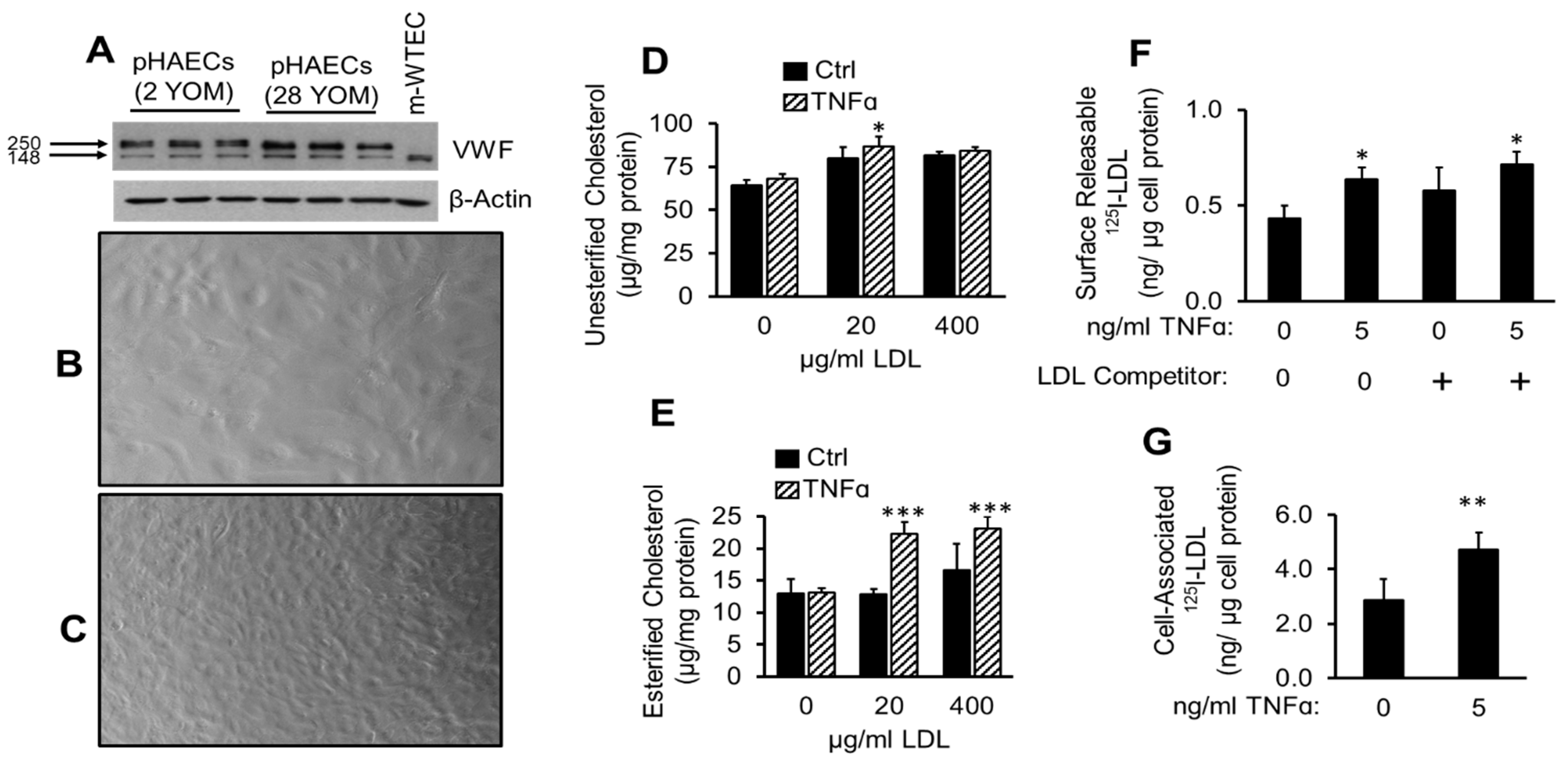 Ijms Free Full Text Tnfa Induced Ldl Cholesterol Accumulation Involve Elevated Ldlr Cell Surface Levels And Sr B1 Downregulation In Human Arterial Endothelial Cells Html Ijms Free Full Text Tnfa Induced Ldl Cholesterol Accumulation Involve Elevated Ldlr Cell Surface Levels And Sr B1 Downregulation In Human Arterial Endothelial Cells Html
