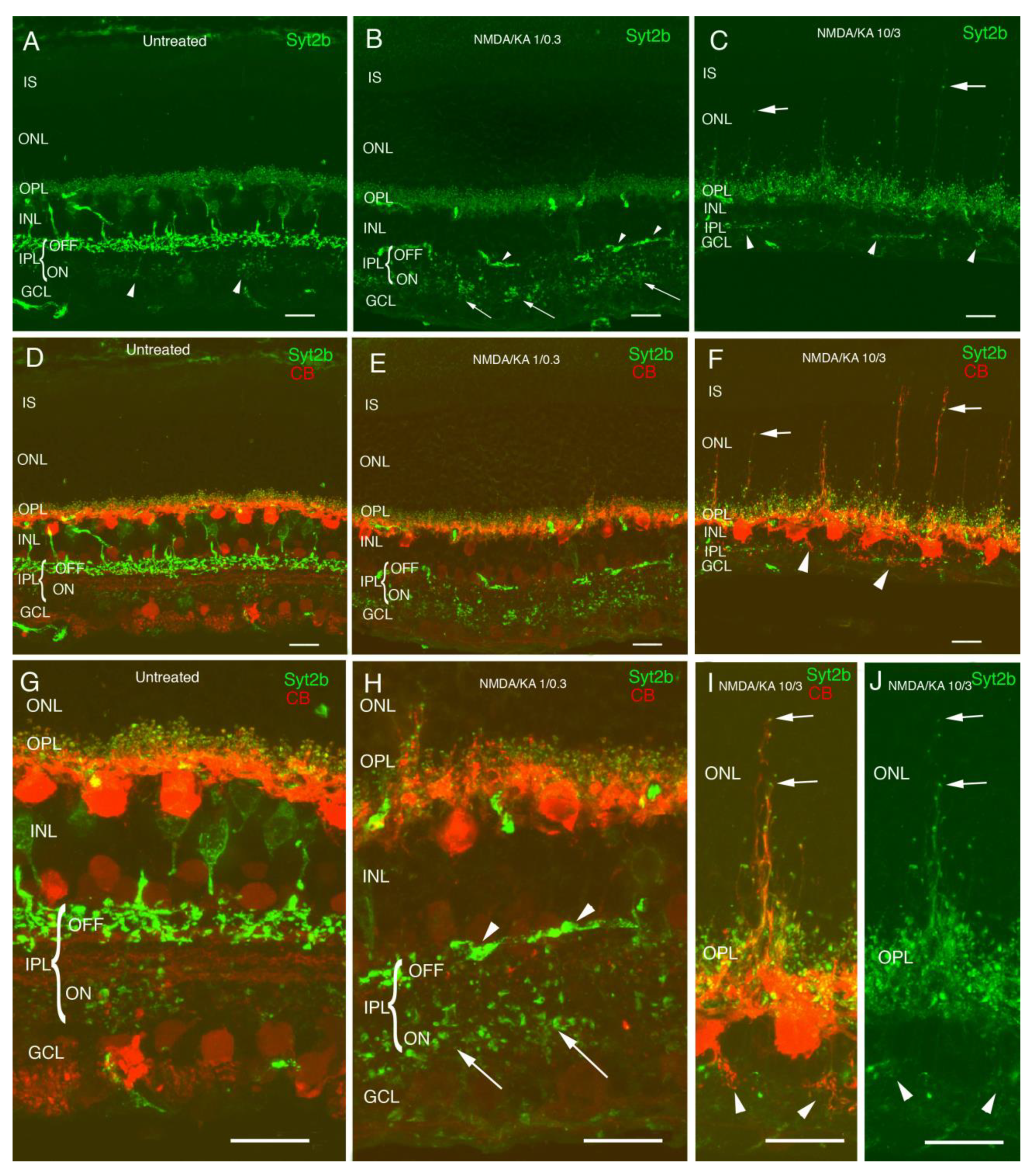 Ijms 22 06245 g001 Ijms 22 06245 g001