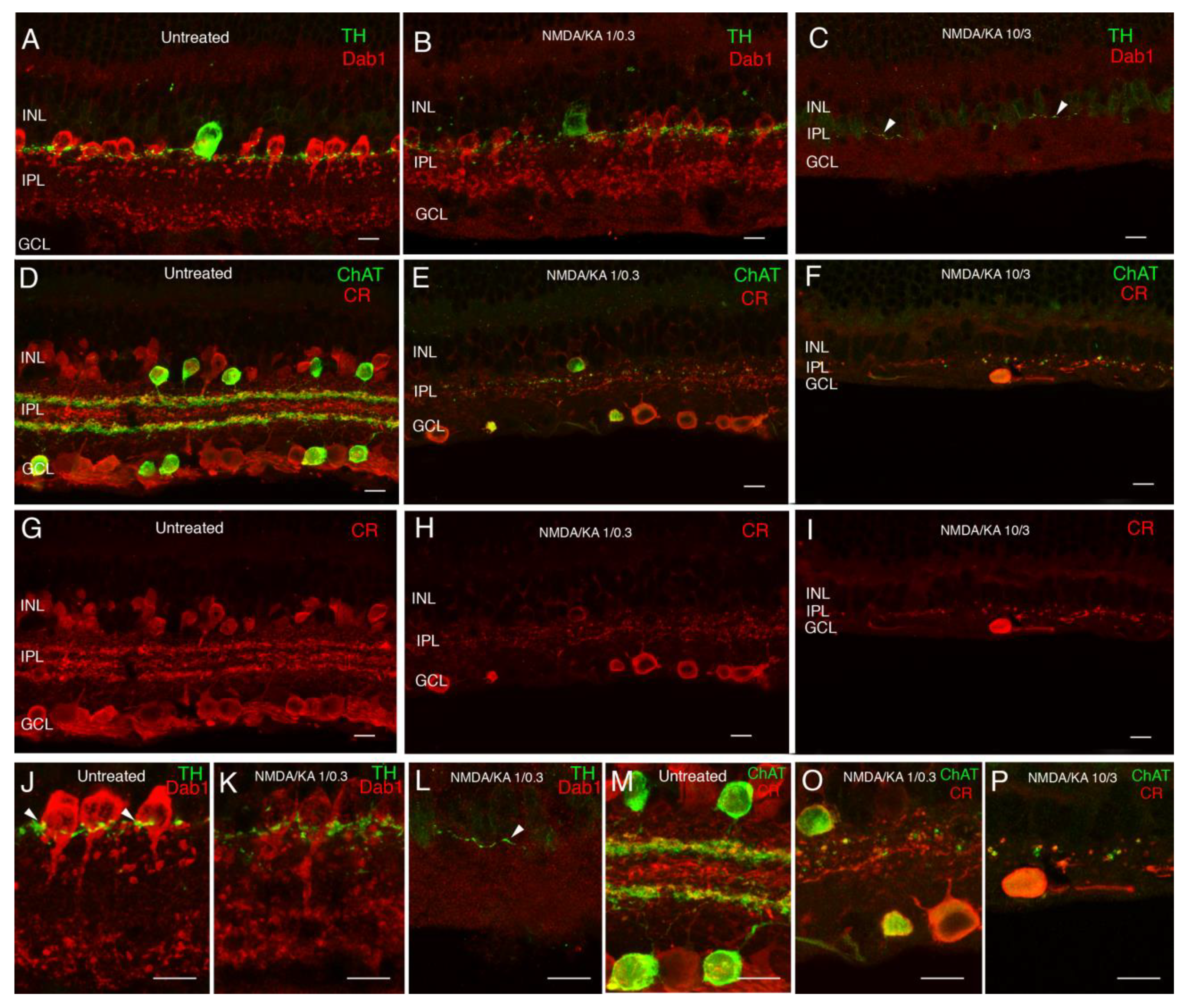 Ijms 22 06245 g003 Ijms 22 06245 g003