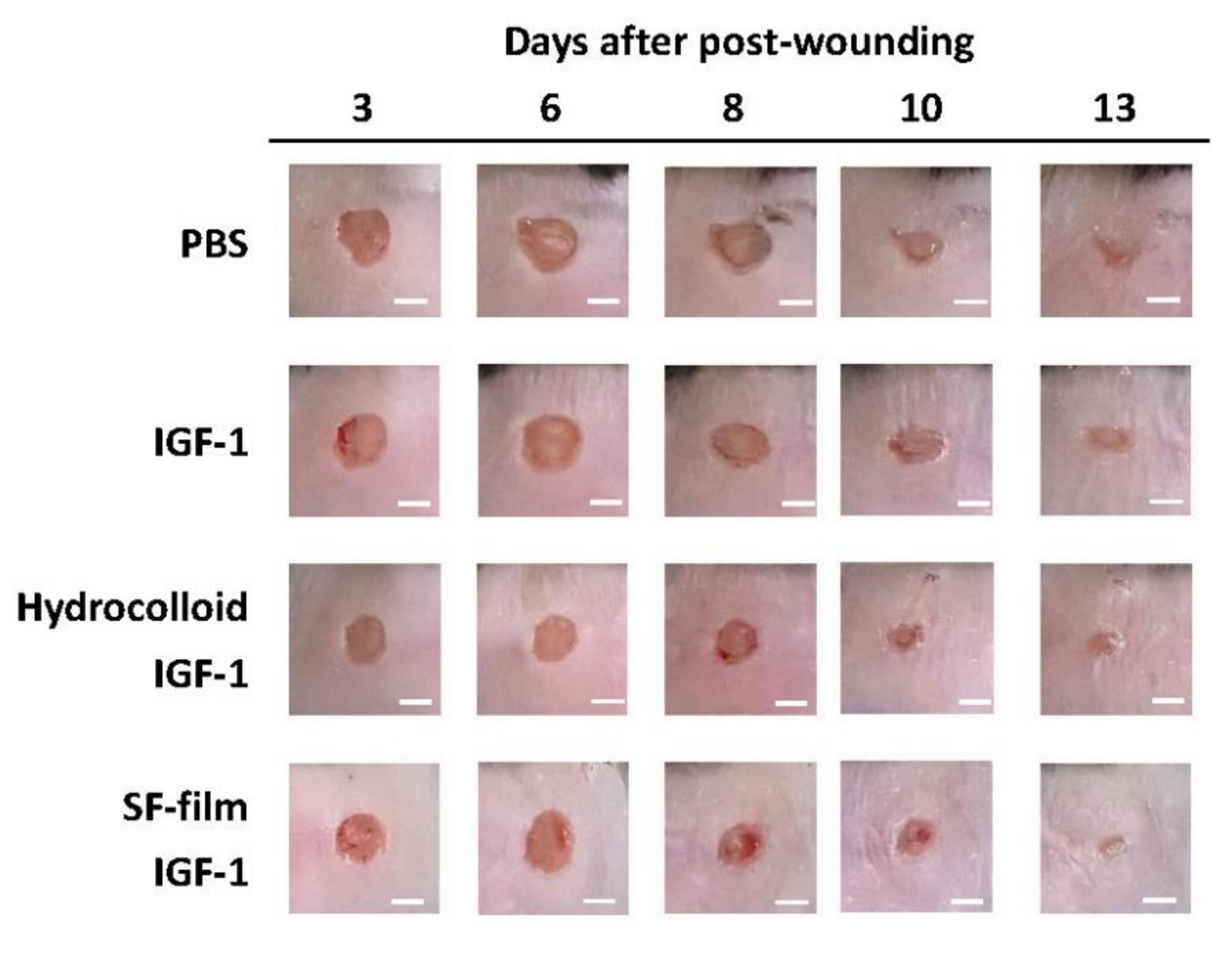 Ijms 22 06267 g004 Ijms 22 06267 g004