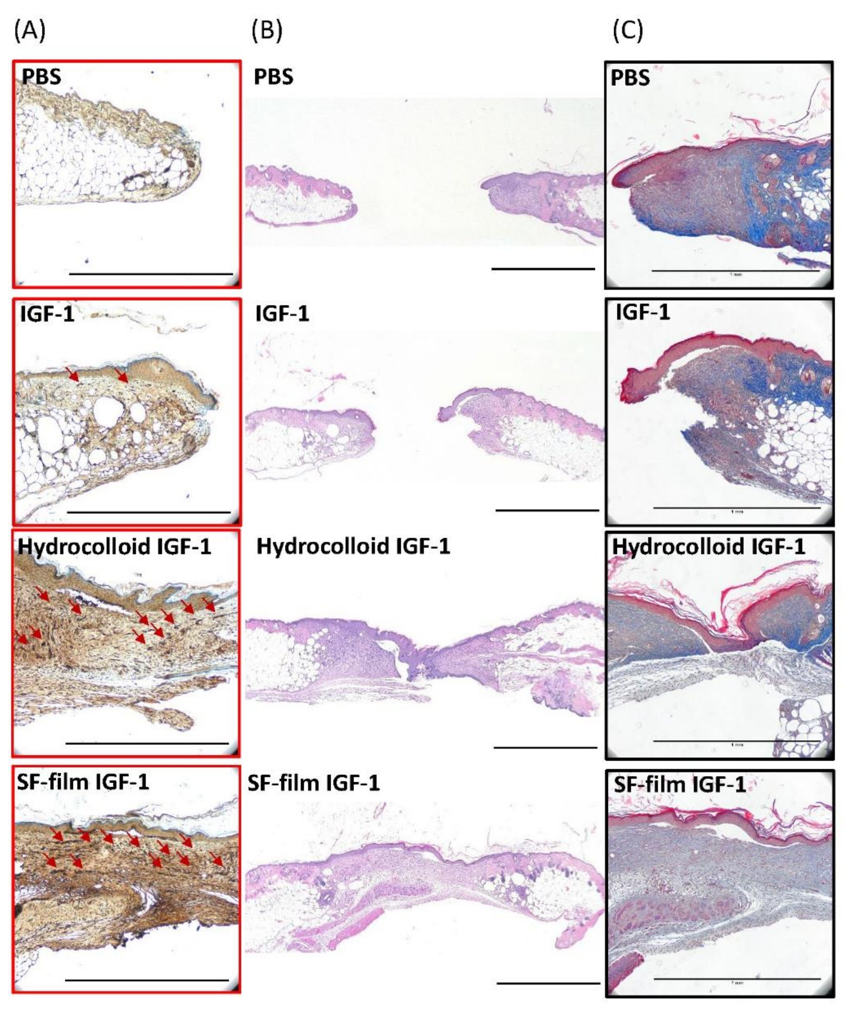 Ijms 22 06267 g005 Ijms 22 06267 g005