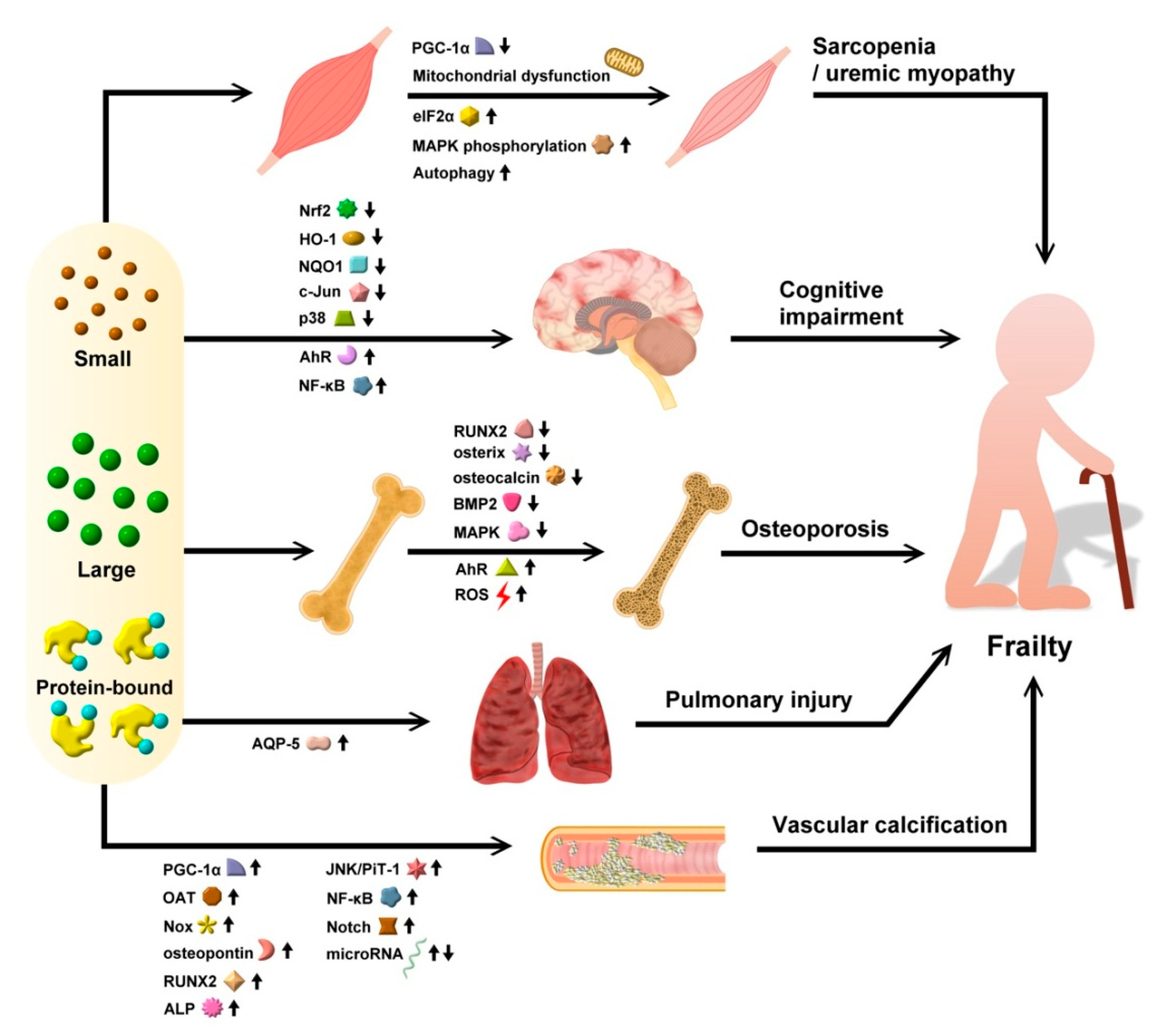 Ijms 22 06270 g002 Ijms 22 06270 g002