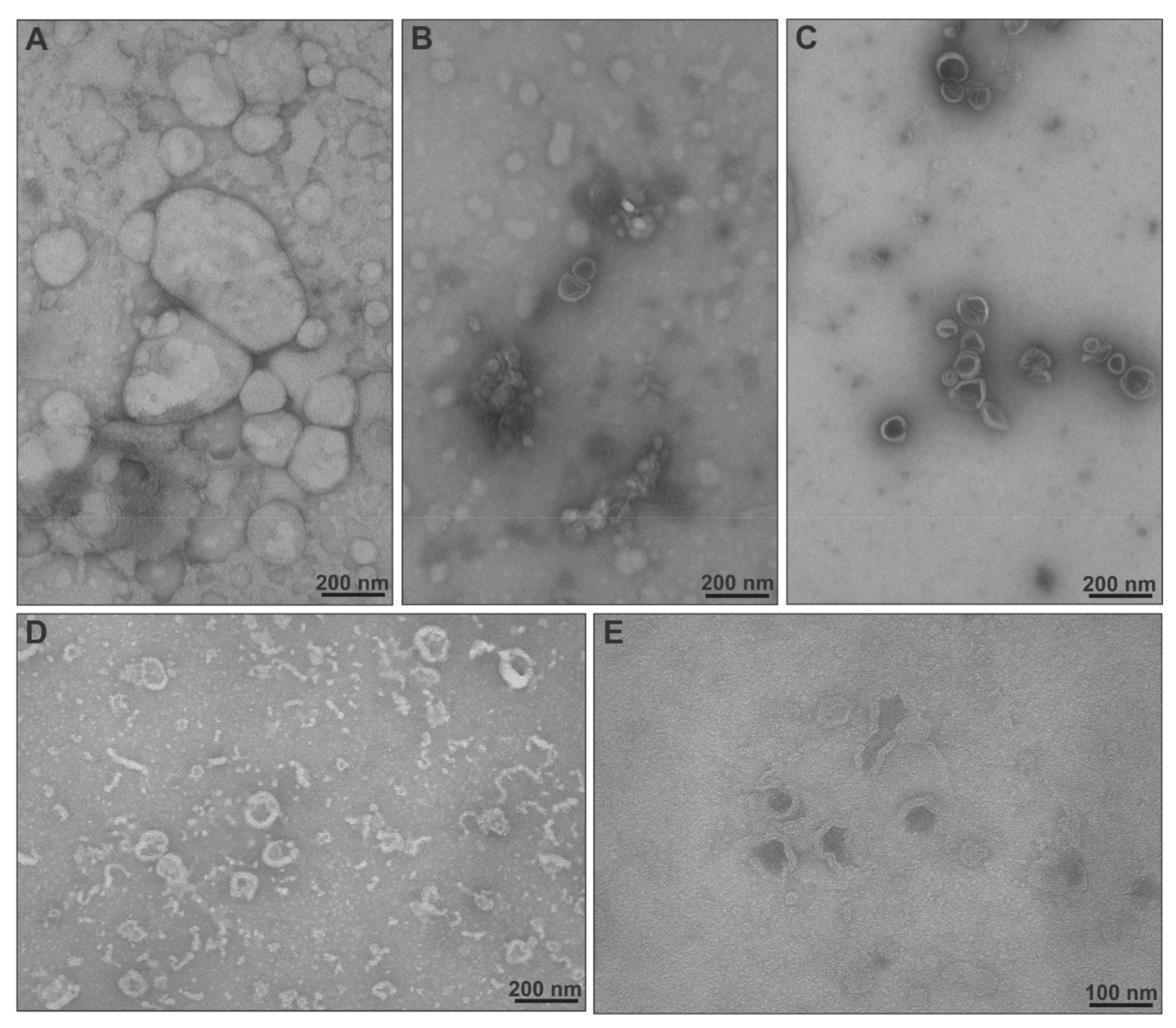 Ijms 22 06271 g005 Ijms 22 06271 g005