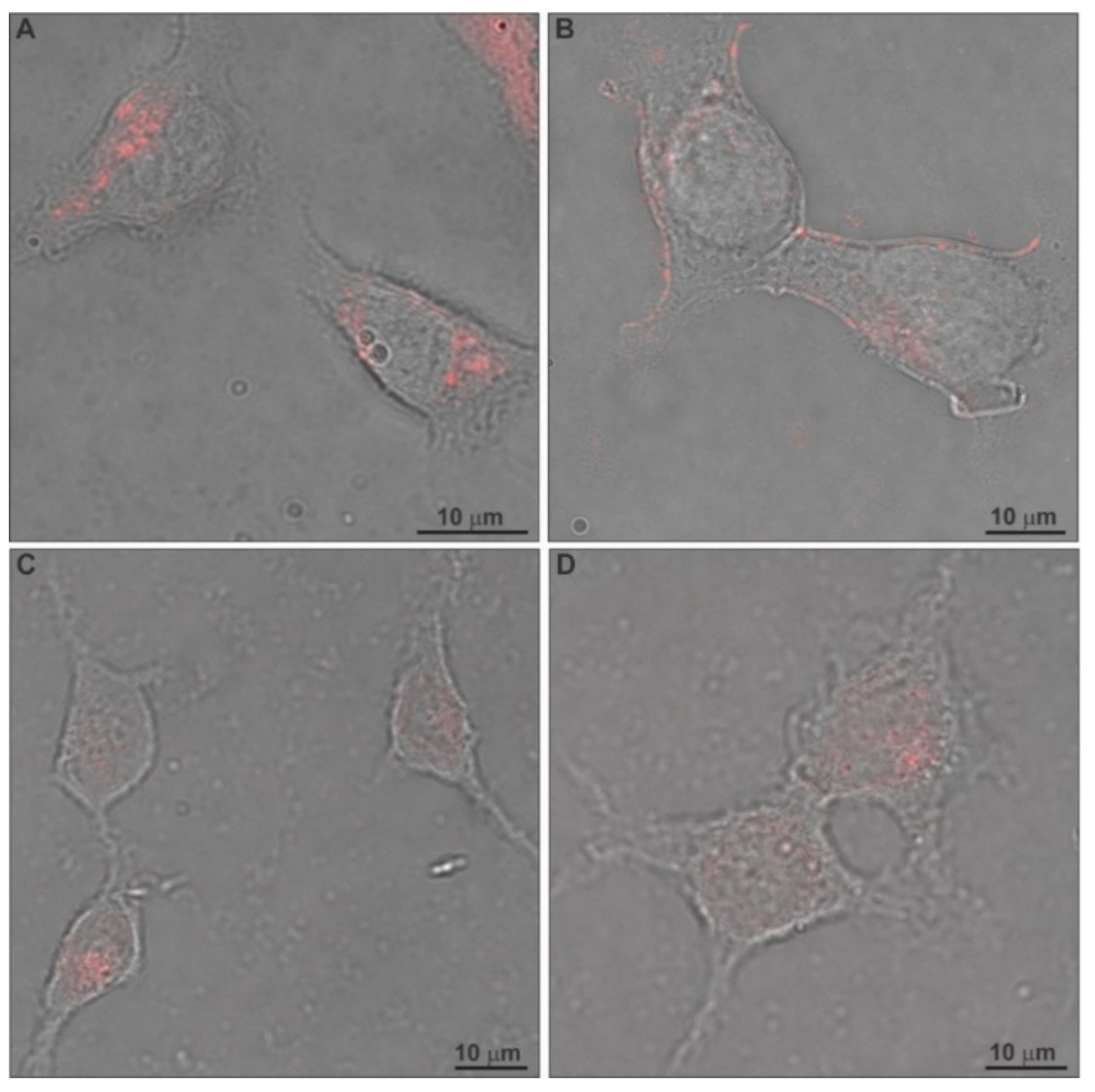 Ijms 22 06271 g008 Ijms 22 06271 g008