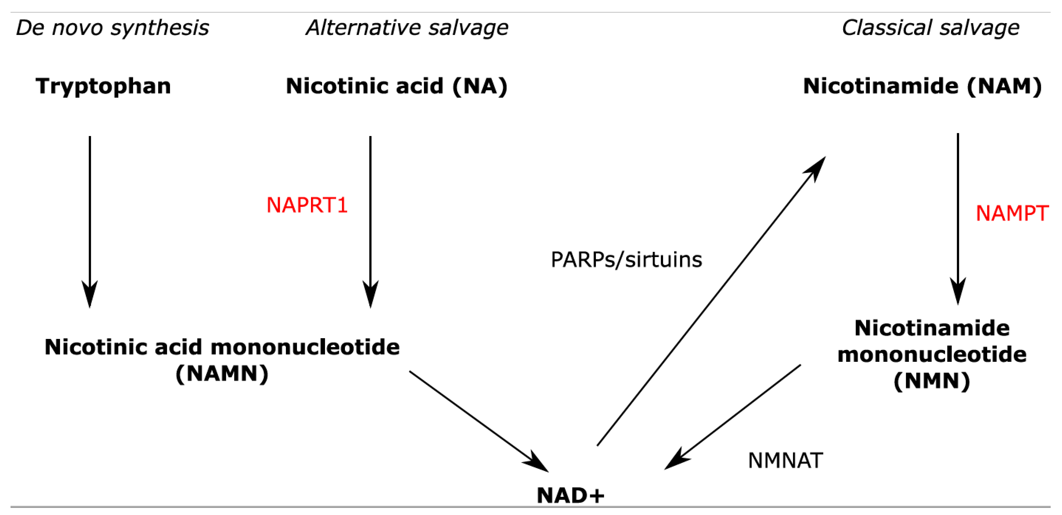 Ijms 22 06273 g001 Ijms 22 06273 g001
