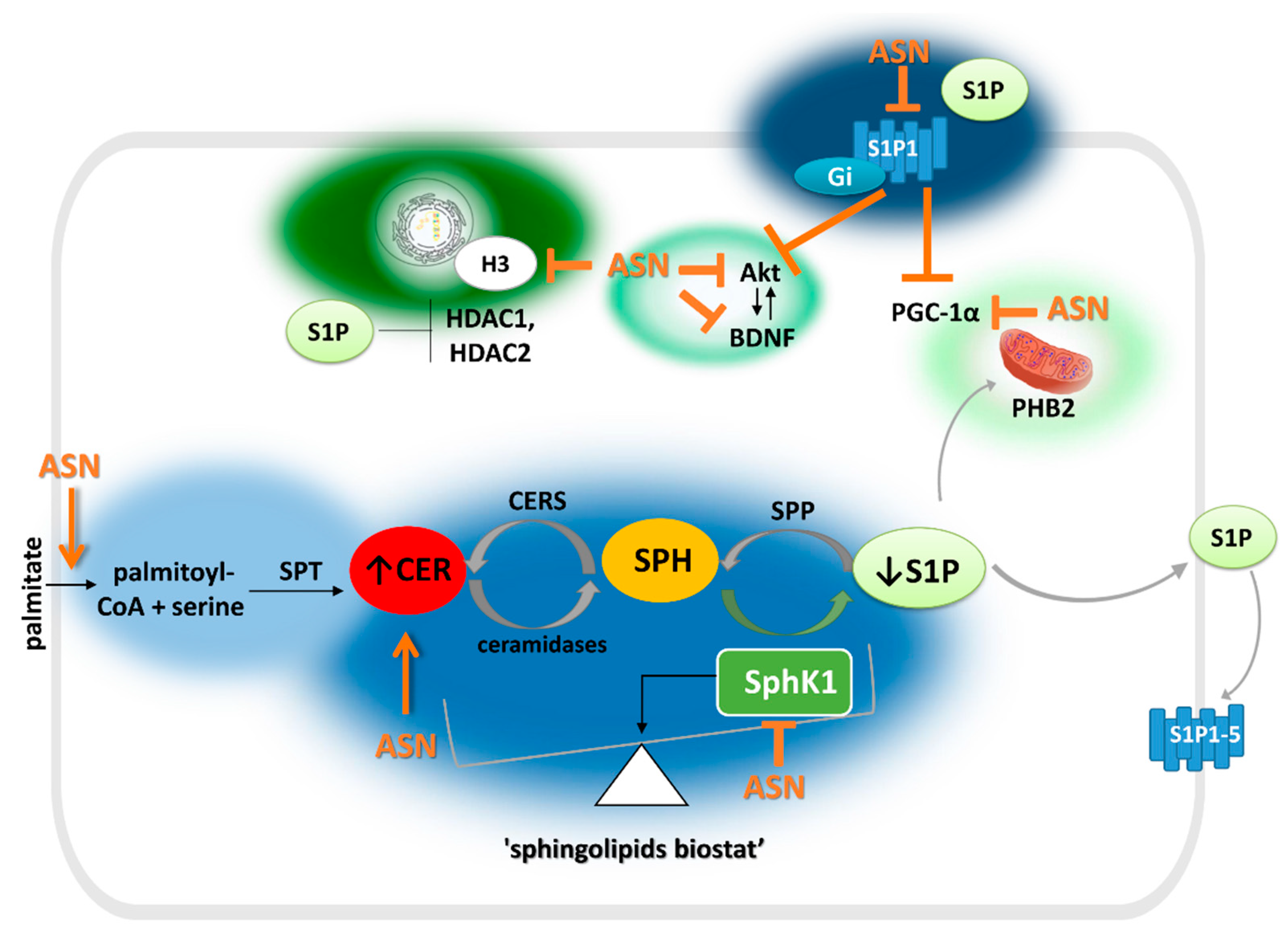 Ijms 22 06277 g003 Ijms 22 06277 g003