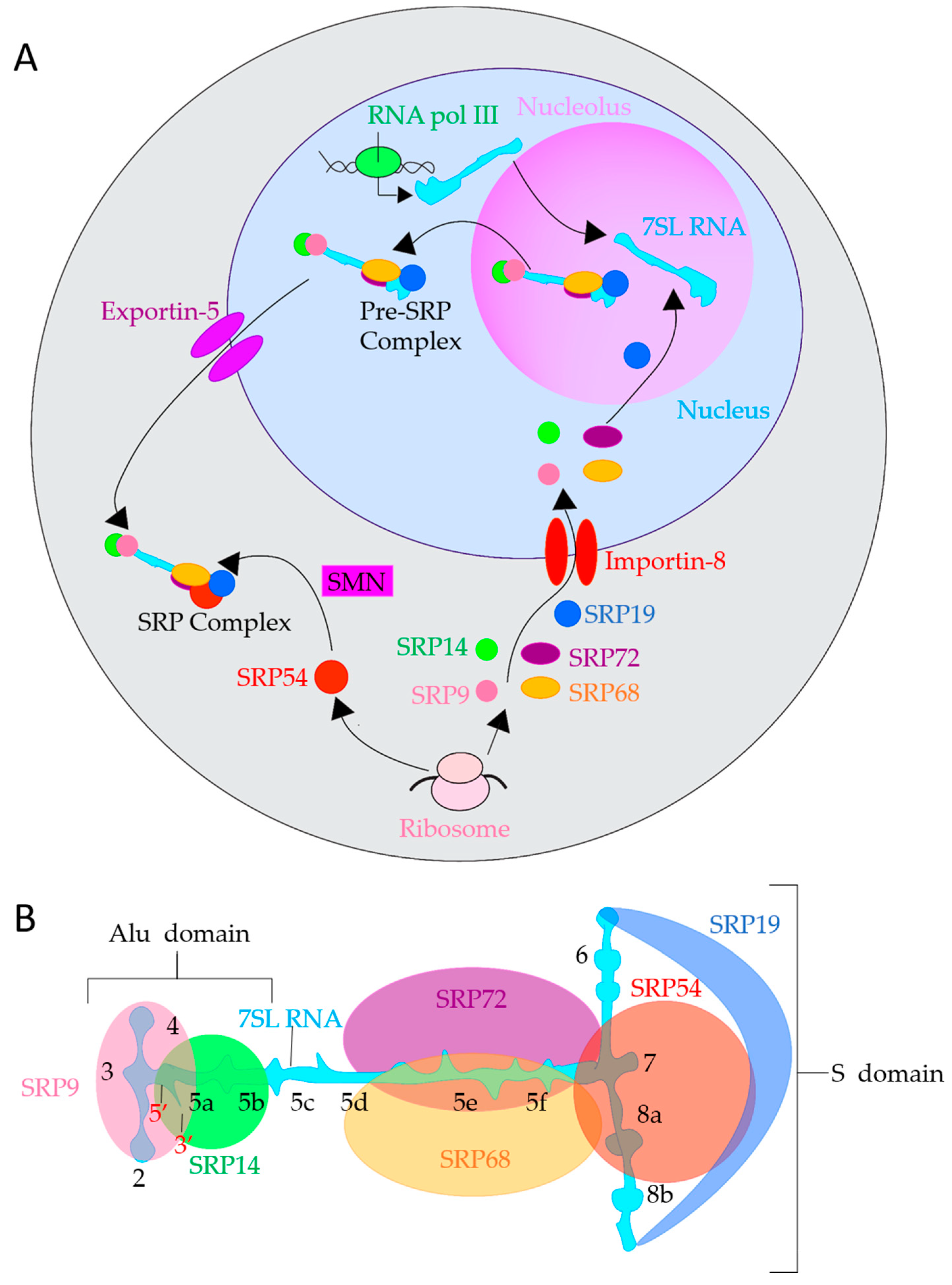 Ijms 22 06284 g003 Ijms 22 06284 g003