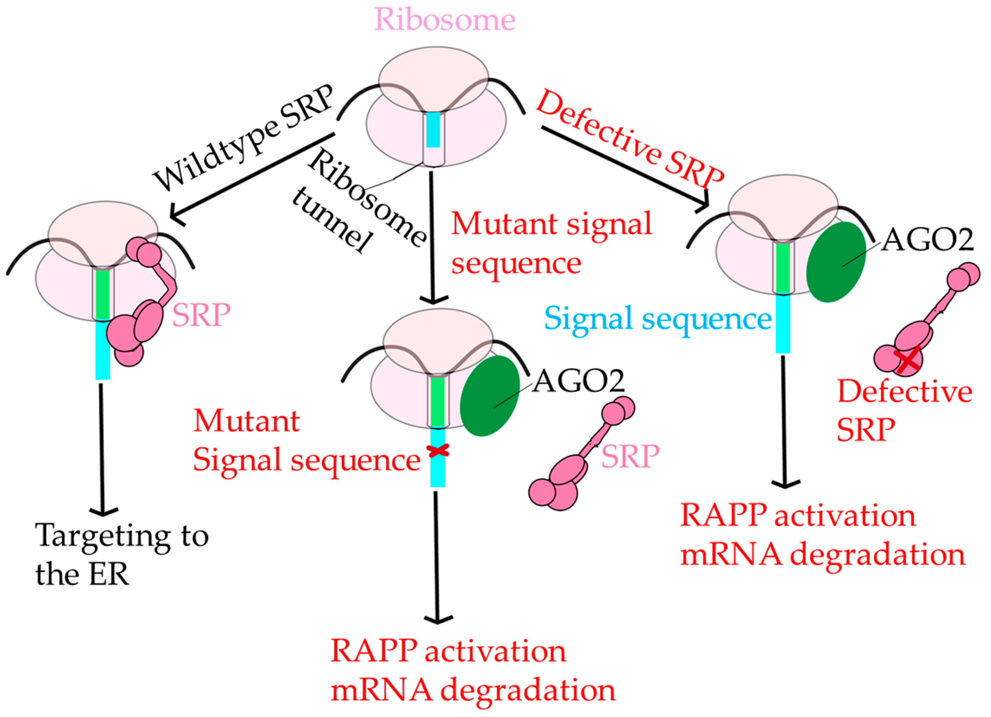 Ijms 22 06284 g006 Ijms 22 06284 g006