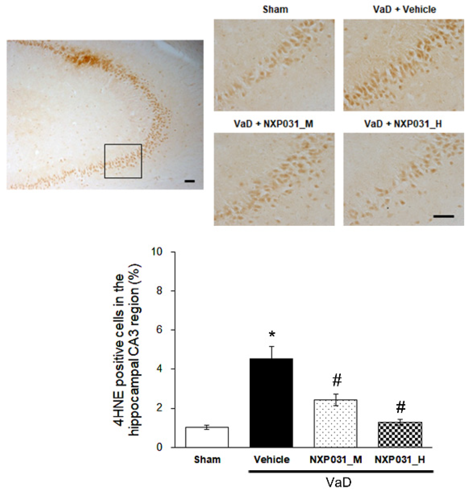 Ijms 22 06285 g005 Ijms 22 06285 g005
