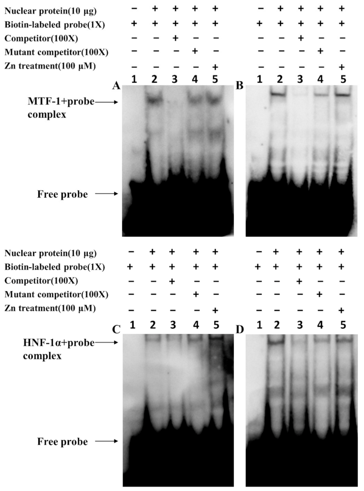 Ijms 22 06291 g005 Ijms 22 06291 g005