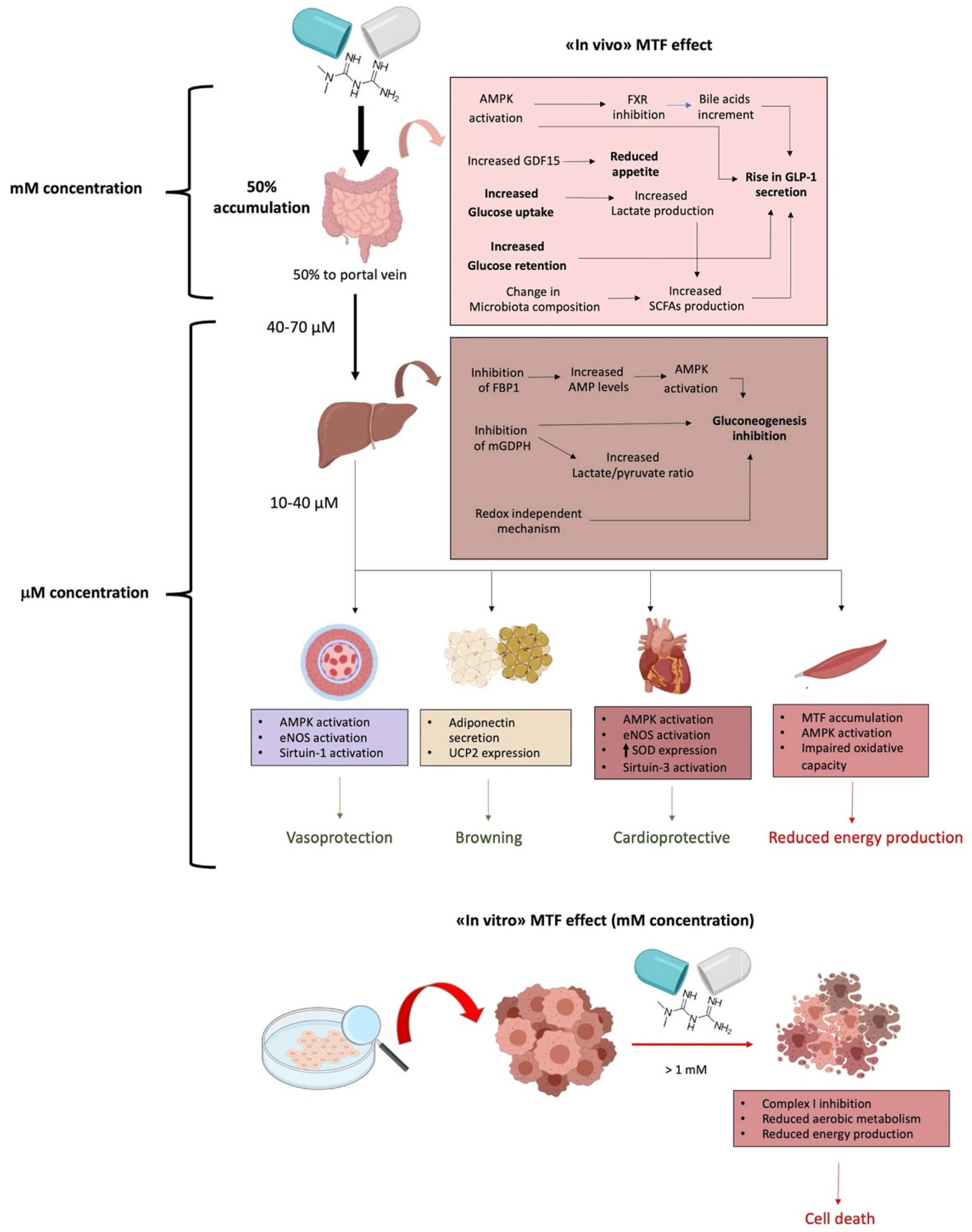 Ijms 22 06297 g002 Ijms 22 06297 g002