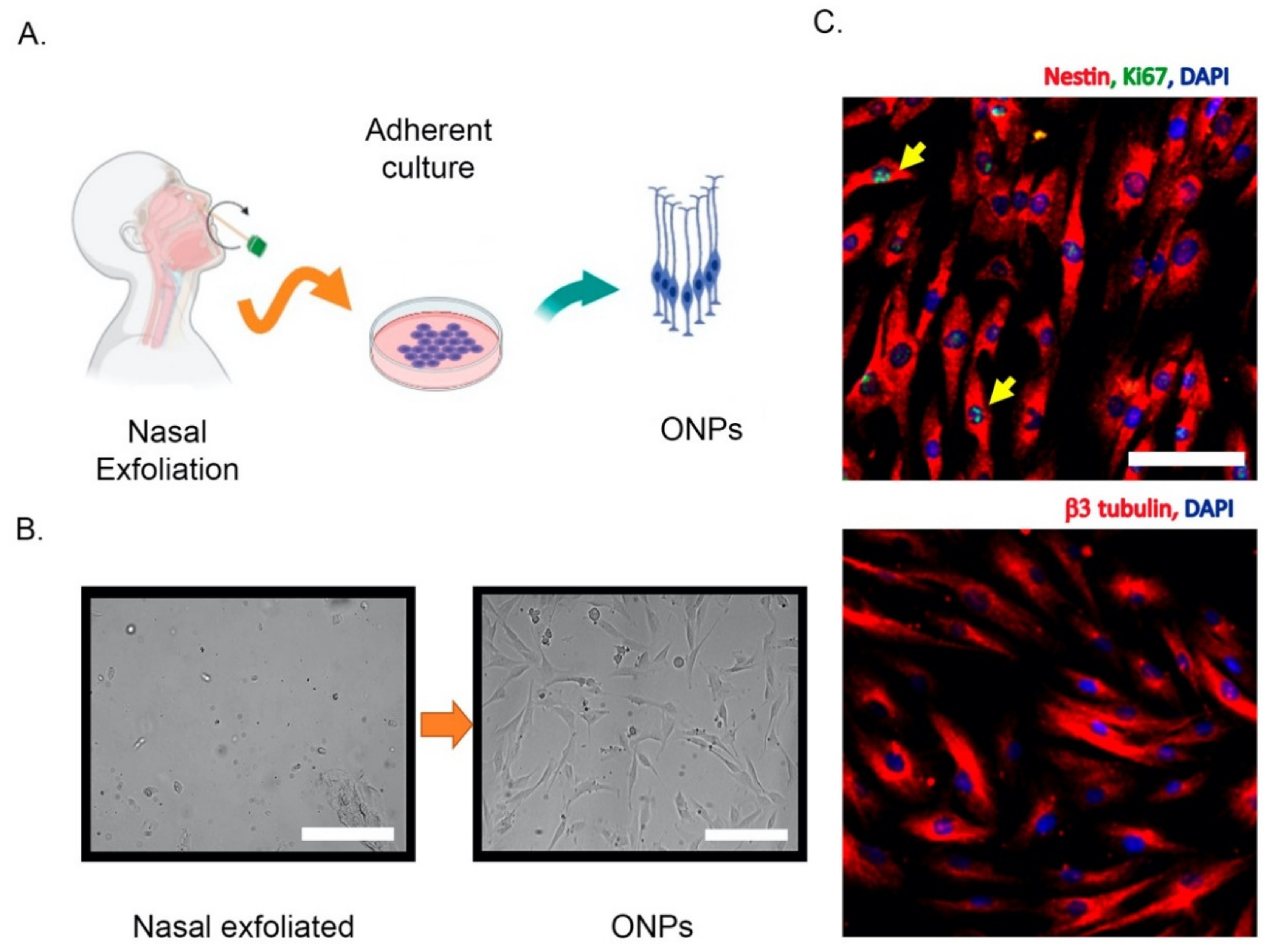 Ijms 22 06311 g002 Ijms 22 06311 g002