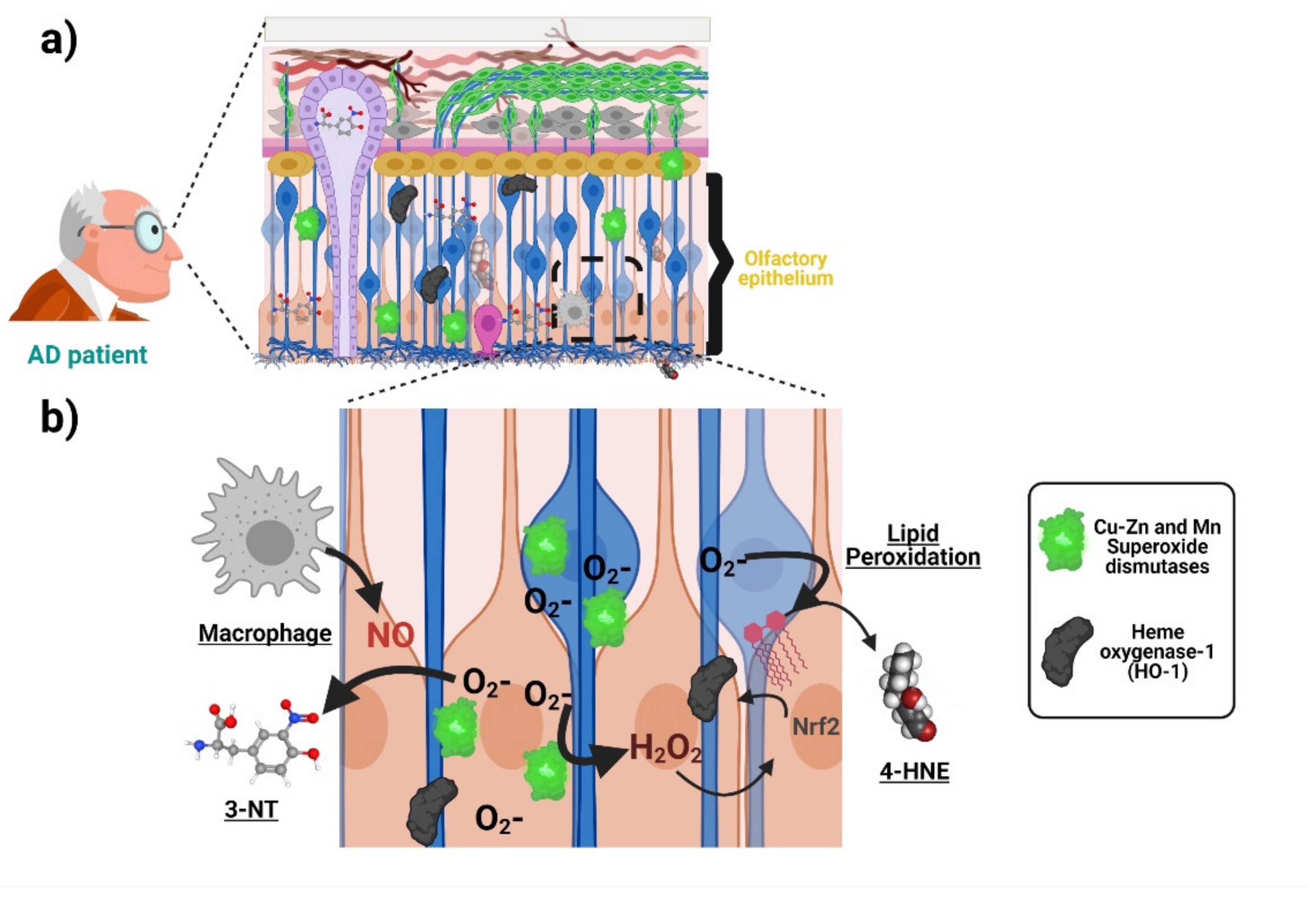 Ijms 22 06311 g003 Ijms 22 06311 g003