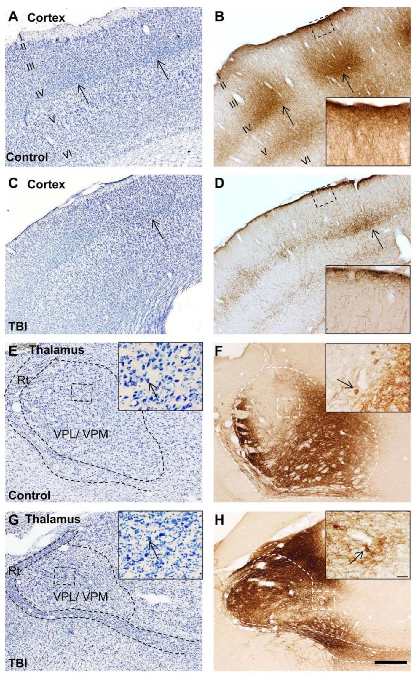 Ijms 22 06329 g002 Ijms 22 06329 g002