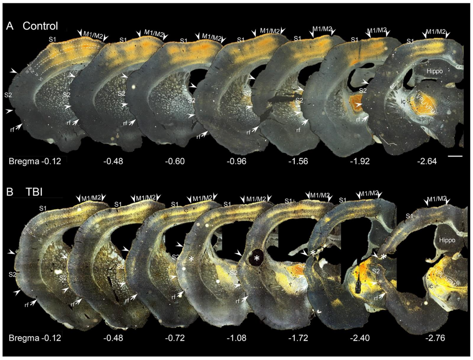 Ijms 22 06329 g003 Ijms 22 06329 g003