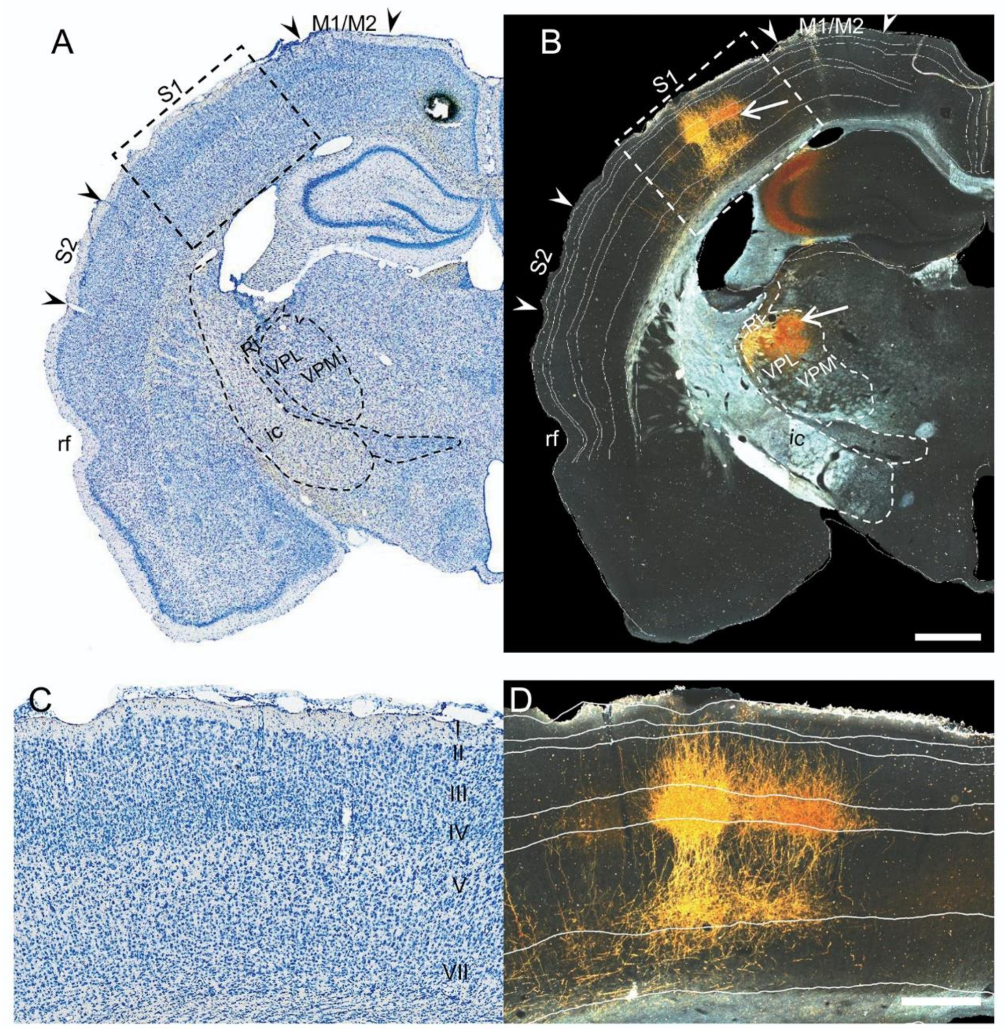 Ijms 22 06329 g004 Ijms 22 06329 g004