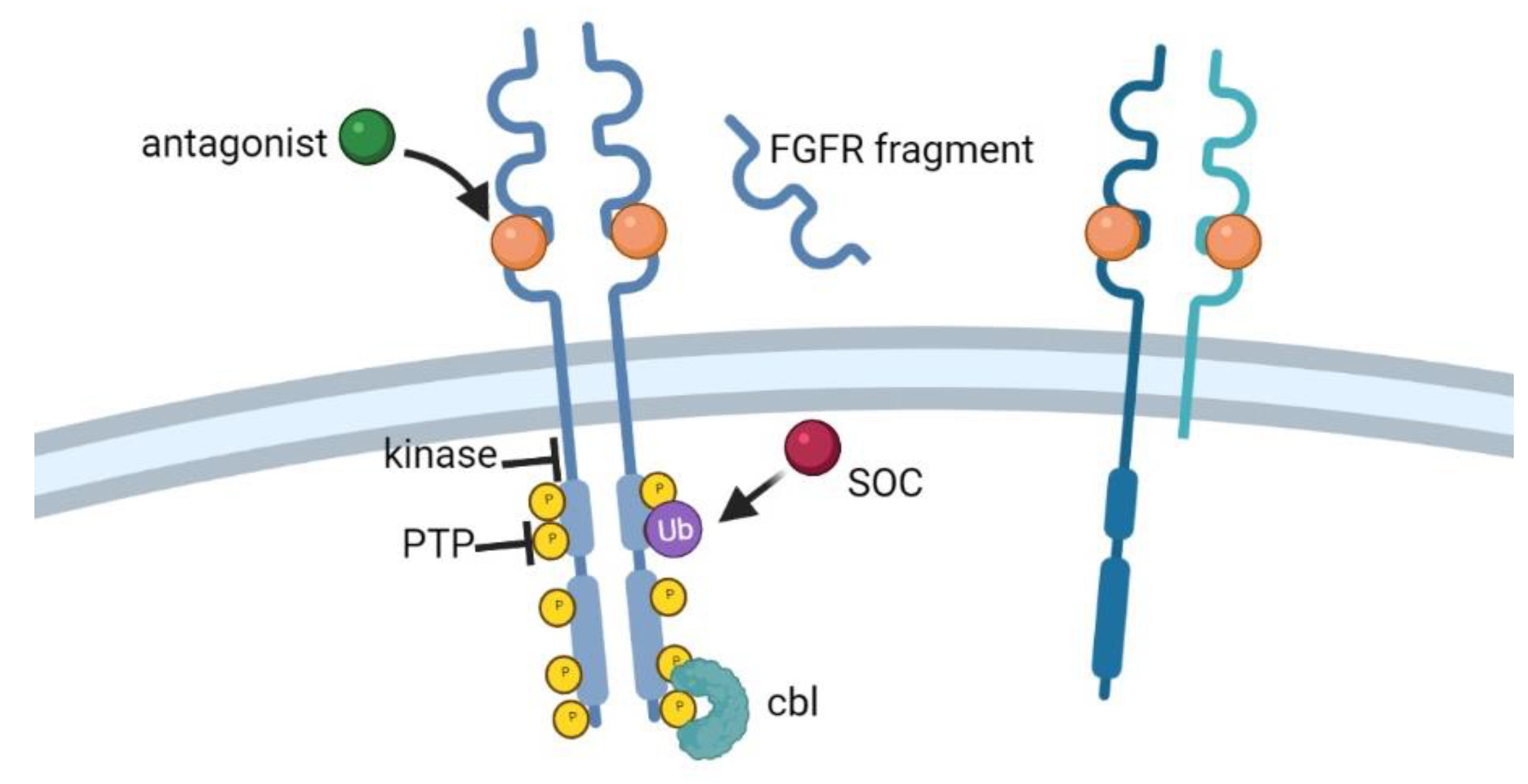 Ijms 22 06342 g001 Ijms 22 06342 g001