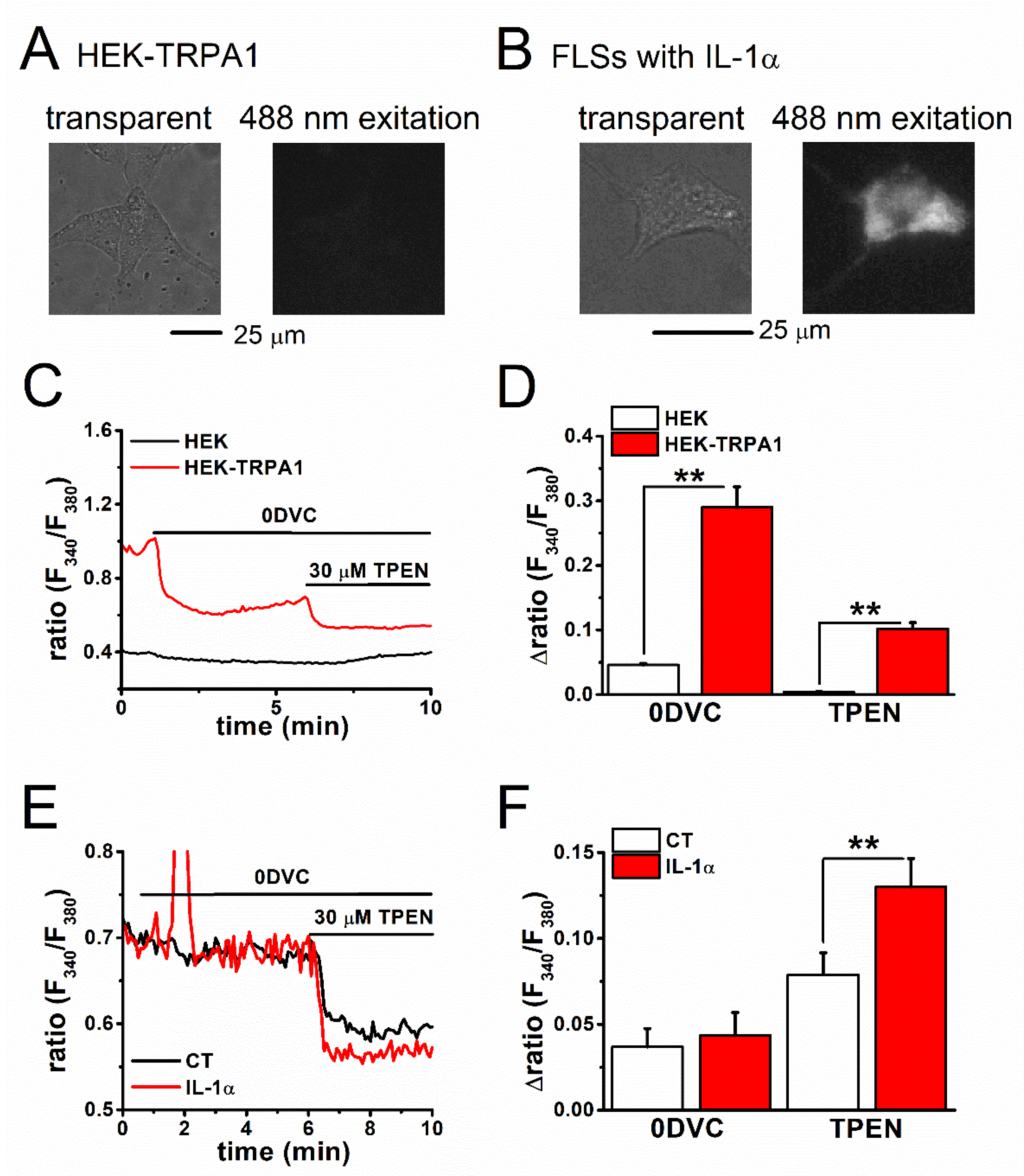 Ijms Free Full Text Hif 1a Dependent Upregulation Of Zip8 Zip14 And Trpa1 Modify Intracellular Zn2 Accumulation In Inflammatory Synoviocytes Html Ijms Free Full Text Hif 1a Dependent Upregulation Of Zip8 Zip14 And Trpa1 Modify Intracellular Zn2 Accumulation In Inflammatory Synoviocytes Html