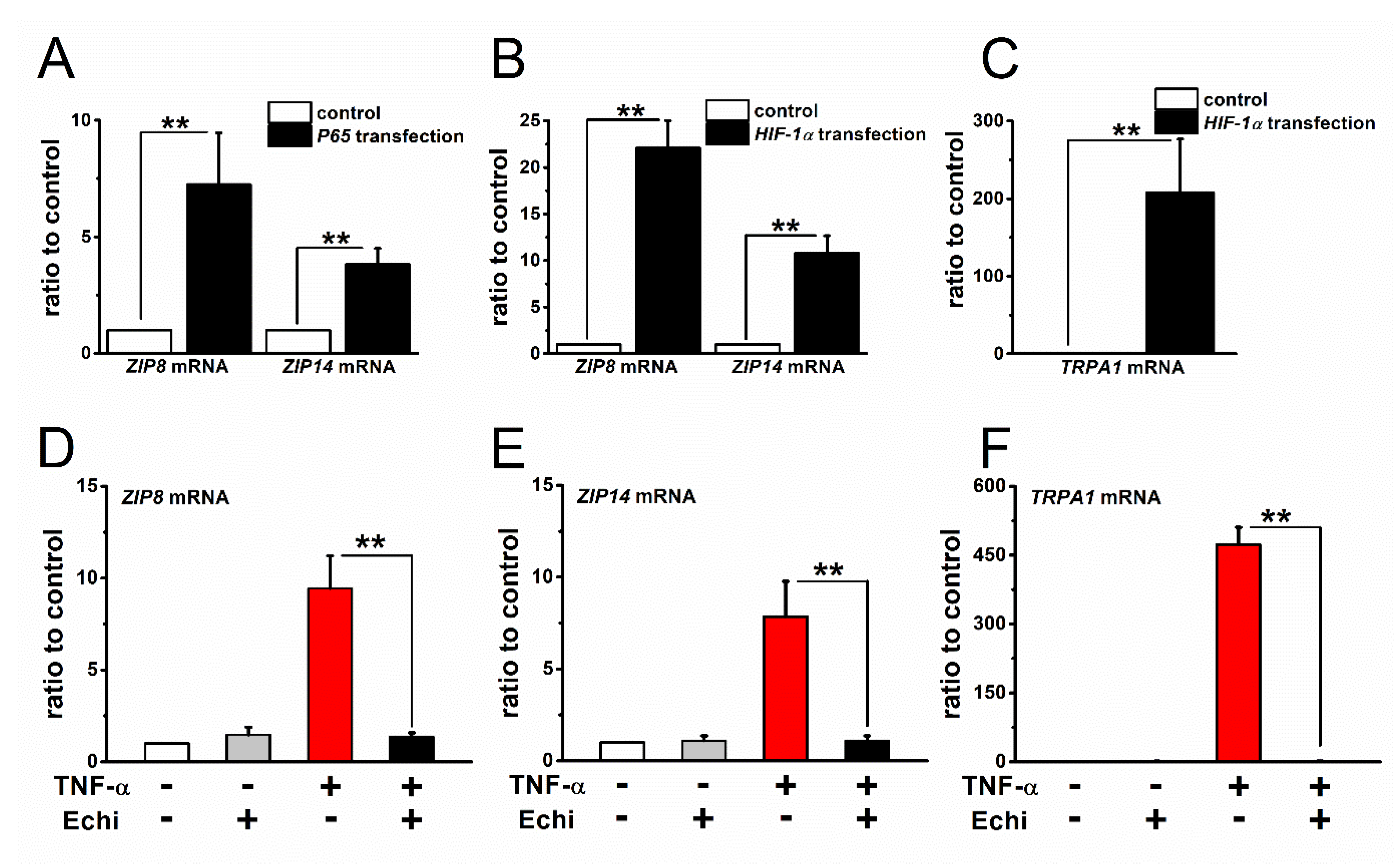 Ijms Free Full Text Hif 1a Dependent Upregulation Of Zip8 Zip14 And Trpa1 Modify Intracellular Zn2 Accumulation In Inflammatory Synoviocytes Html Ijms Free Full Text Hif 1a Dependent Upregulation Of Zip8 Zip14 And Trpa1 Modify Intracellular Zn2 Accumulation In Inflammatory Synoviocytes Html