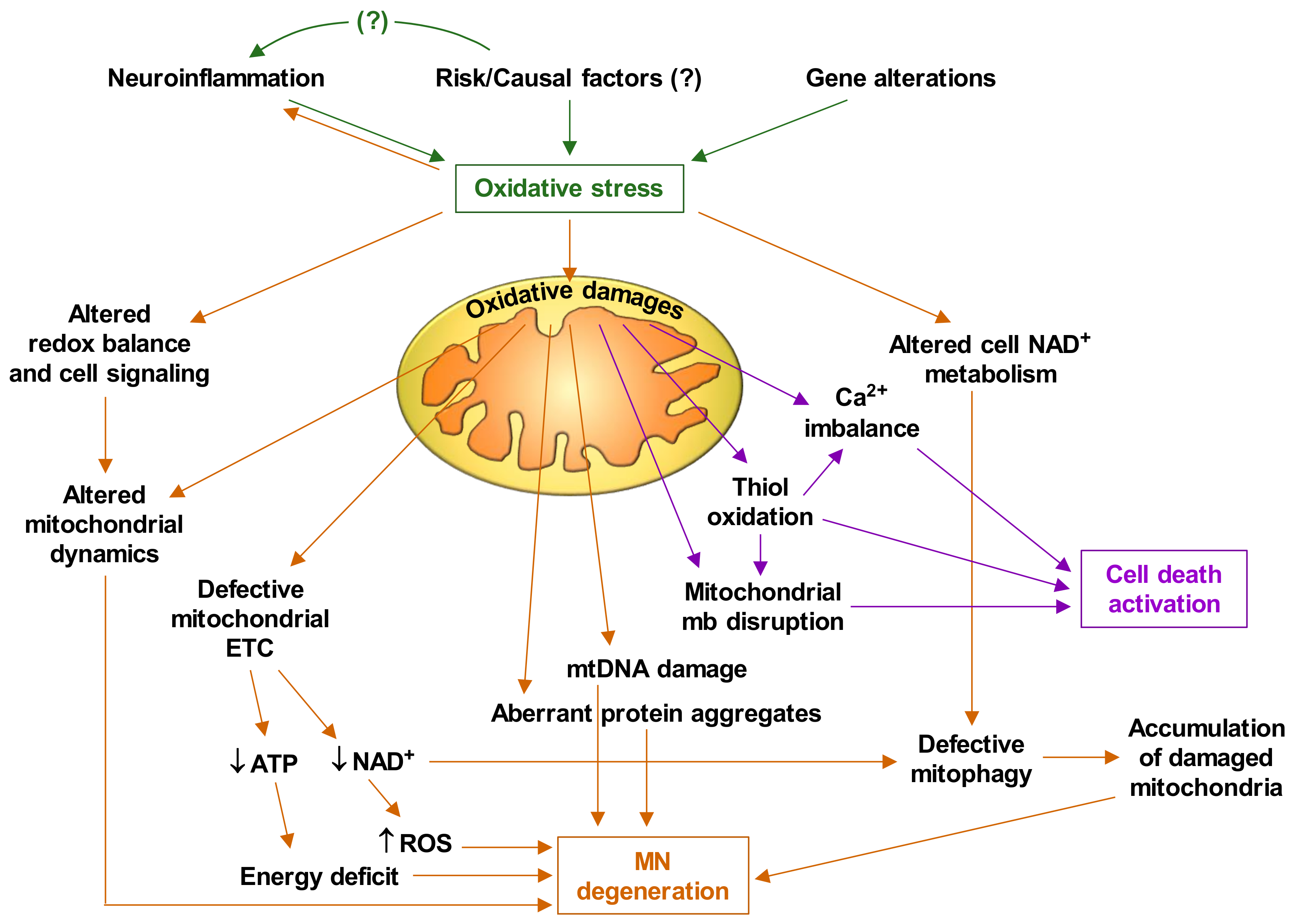 Ijms Free Full Text The Link Between Oxidative Stress Redox Status Bioenergetics And Mitochondria In The Pathophysiology Of Als Html