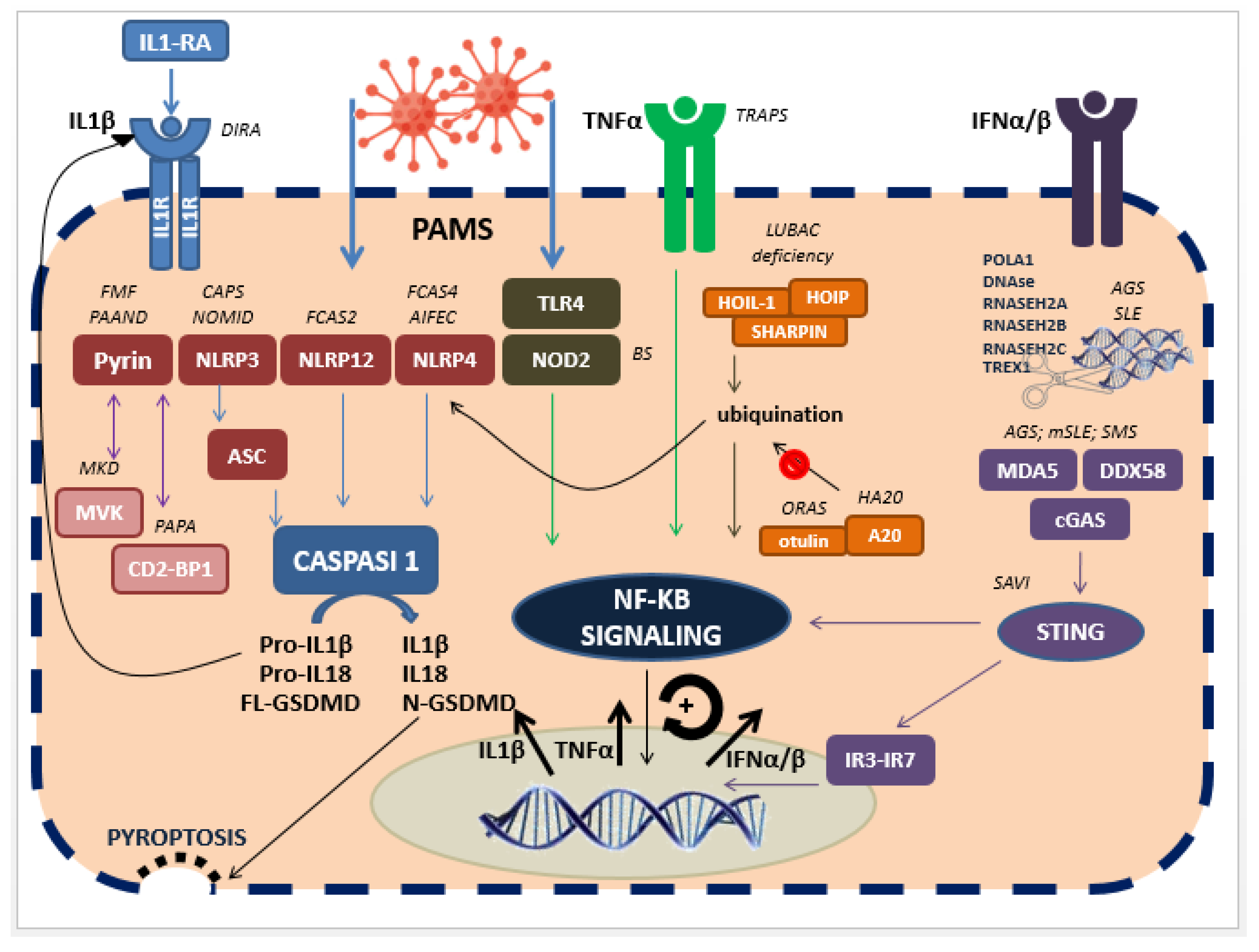 Auto-Inflammatory Syndromes: Pathophysiology, Diagnosis, and