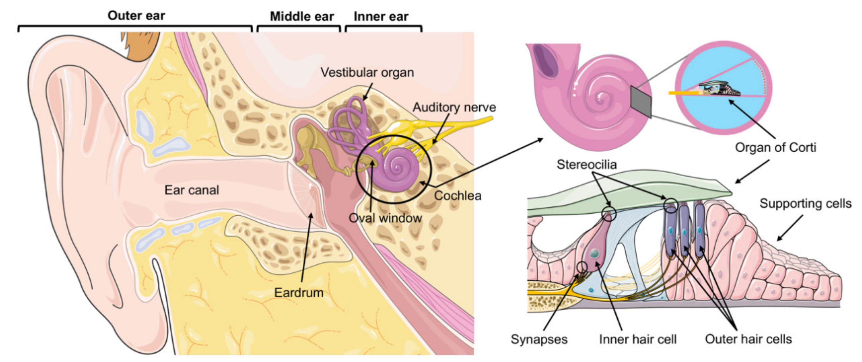 Drug-Like Molecules Regenerate Hair Cell-Like Cells in Adult Mice — Hearing  Health Foundation