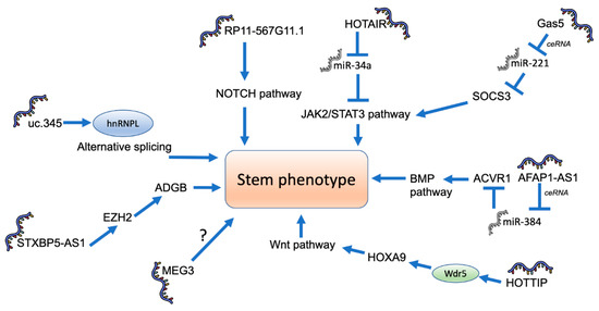 The Role of lncRNAs in the Stem Phenotype of Pancreatic