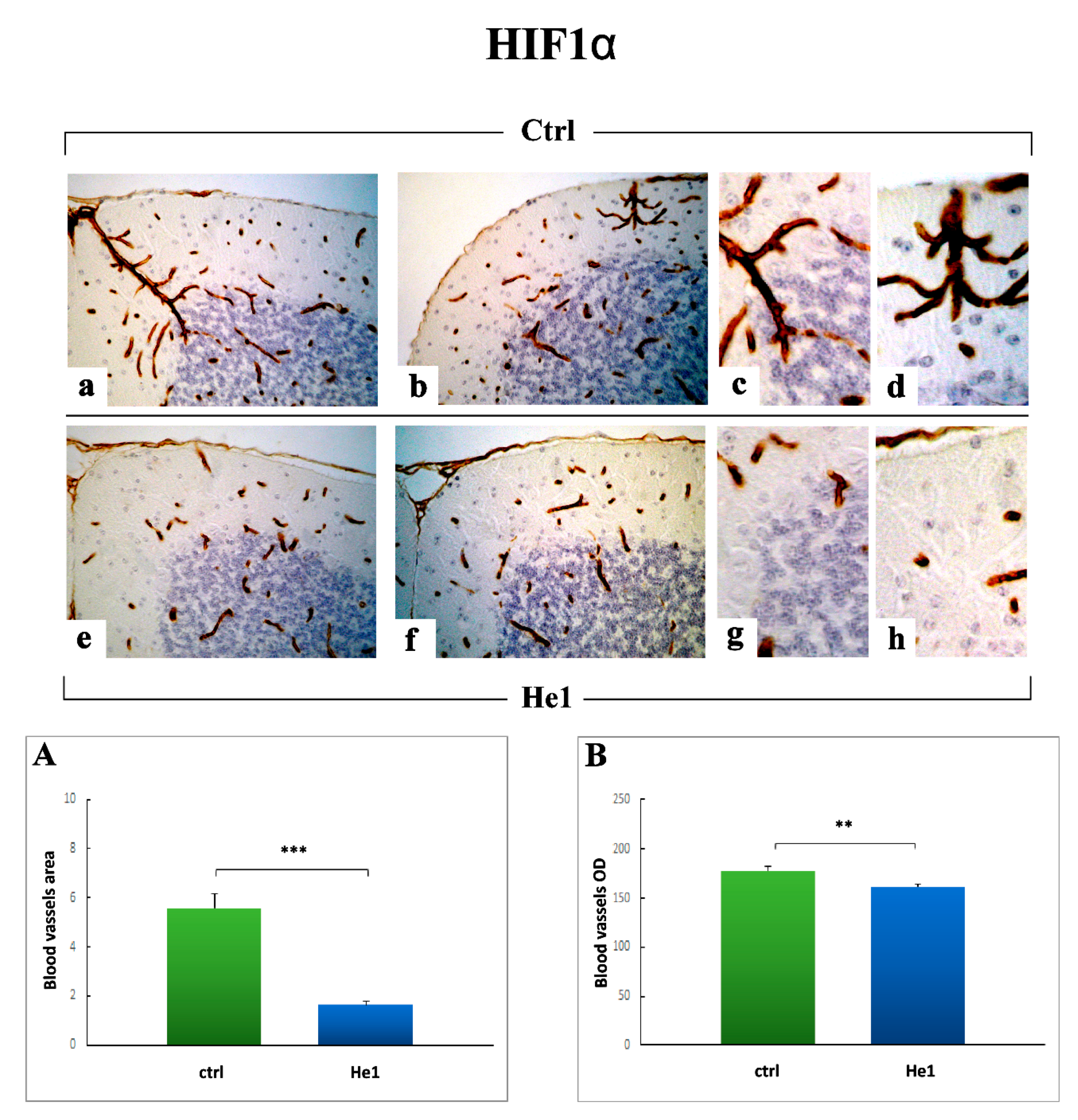 Ijms 22 06379 g009 Ijms 22 06379 g009