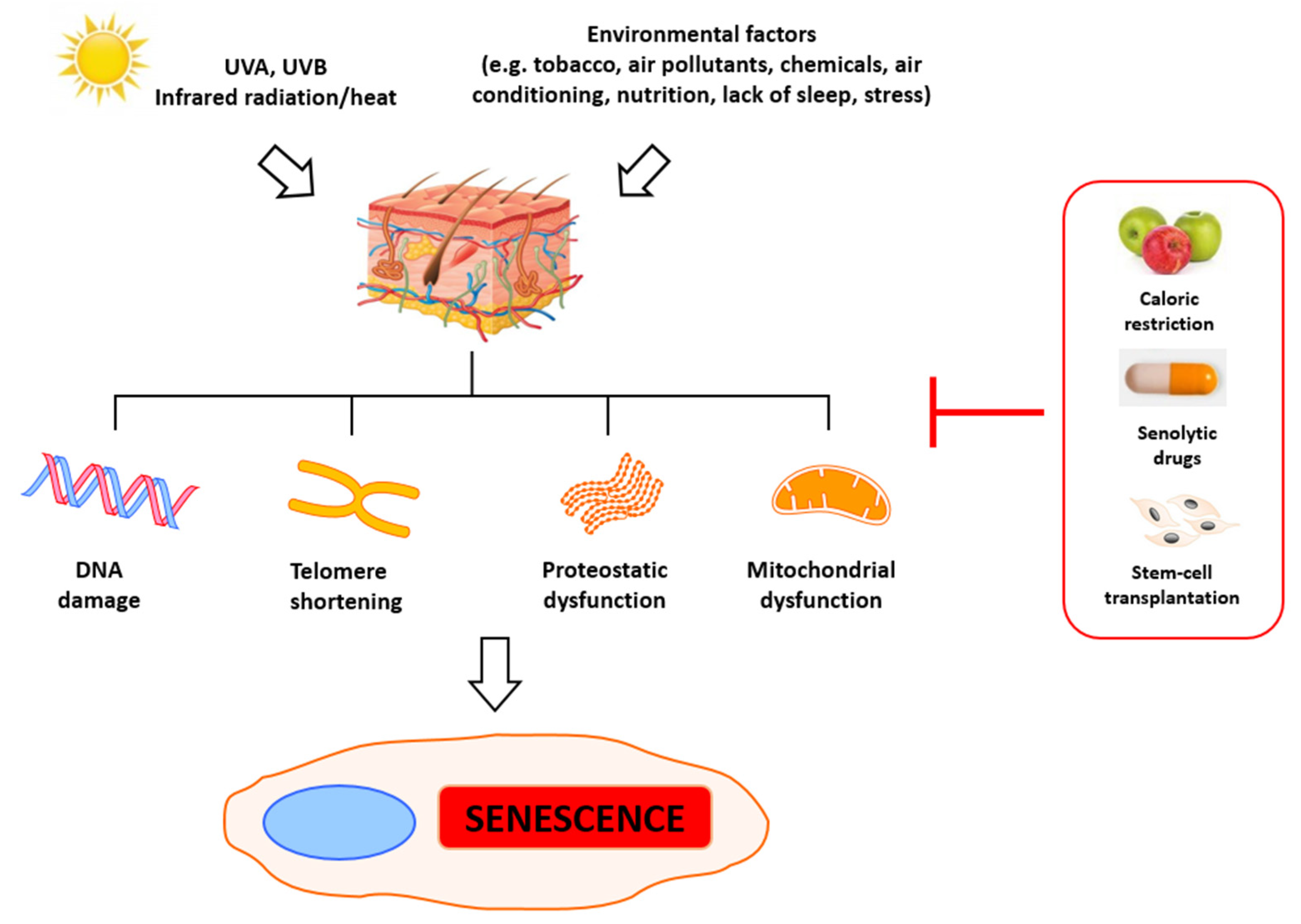 telomer és anti aging