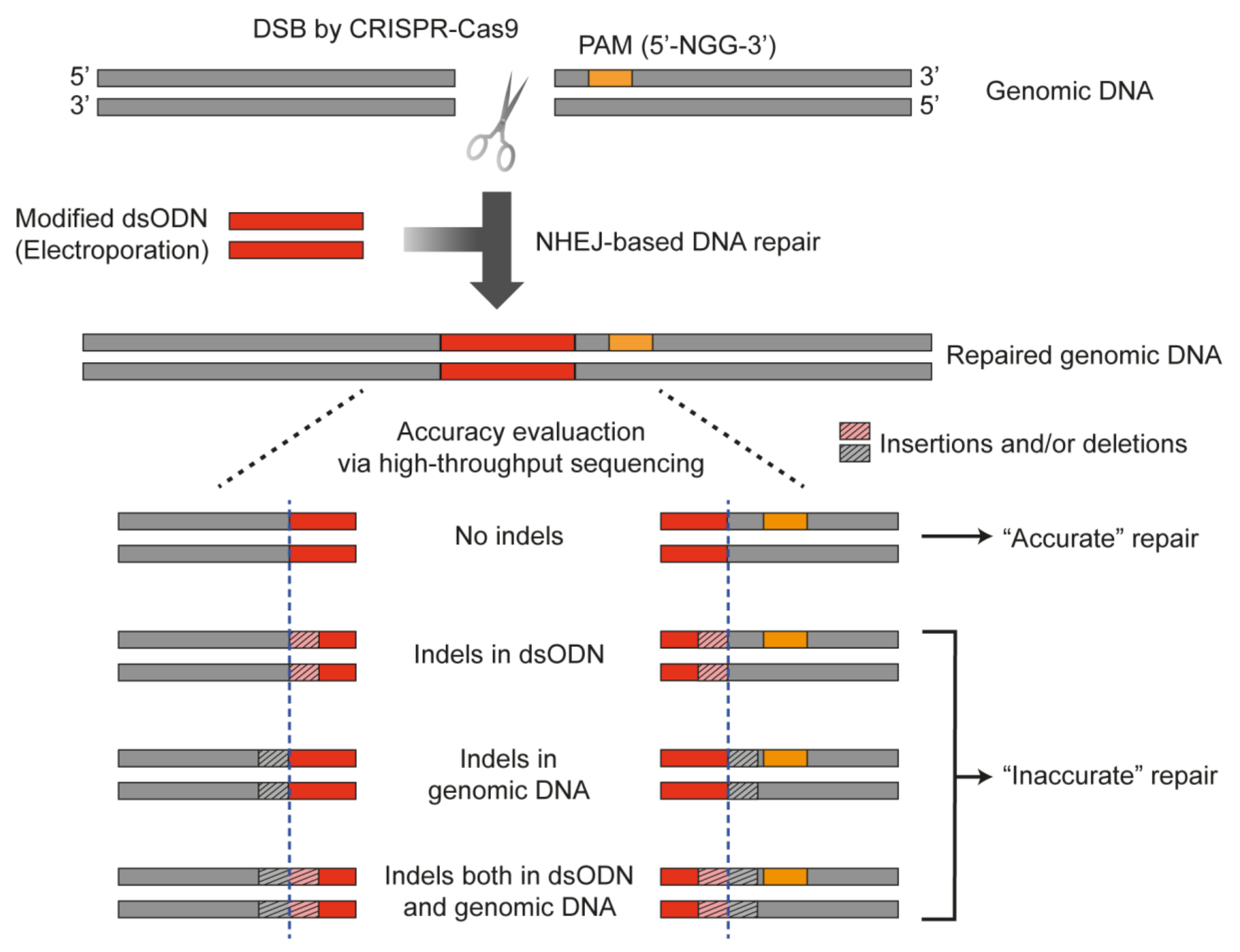 Genome-wide Mapping of Off-Target Events in Single-Stranded  Oligodeoxynucleotide-Mediated Gene Repair Experiments: Molecular Therapy